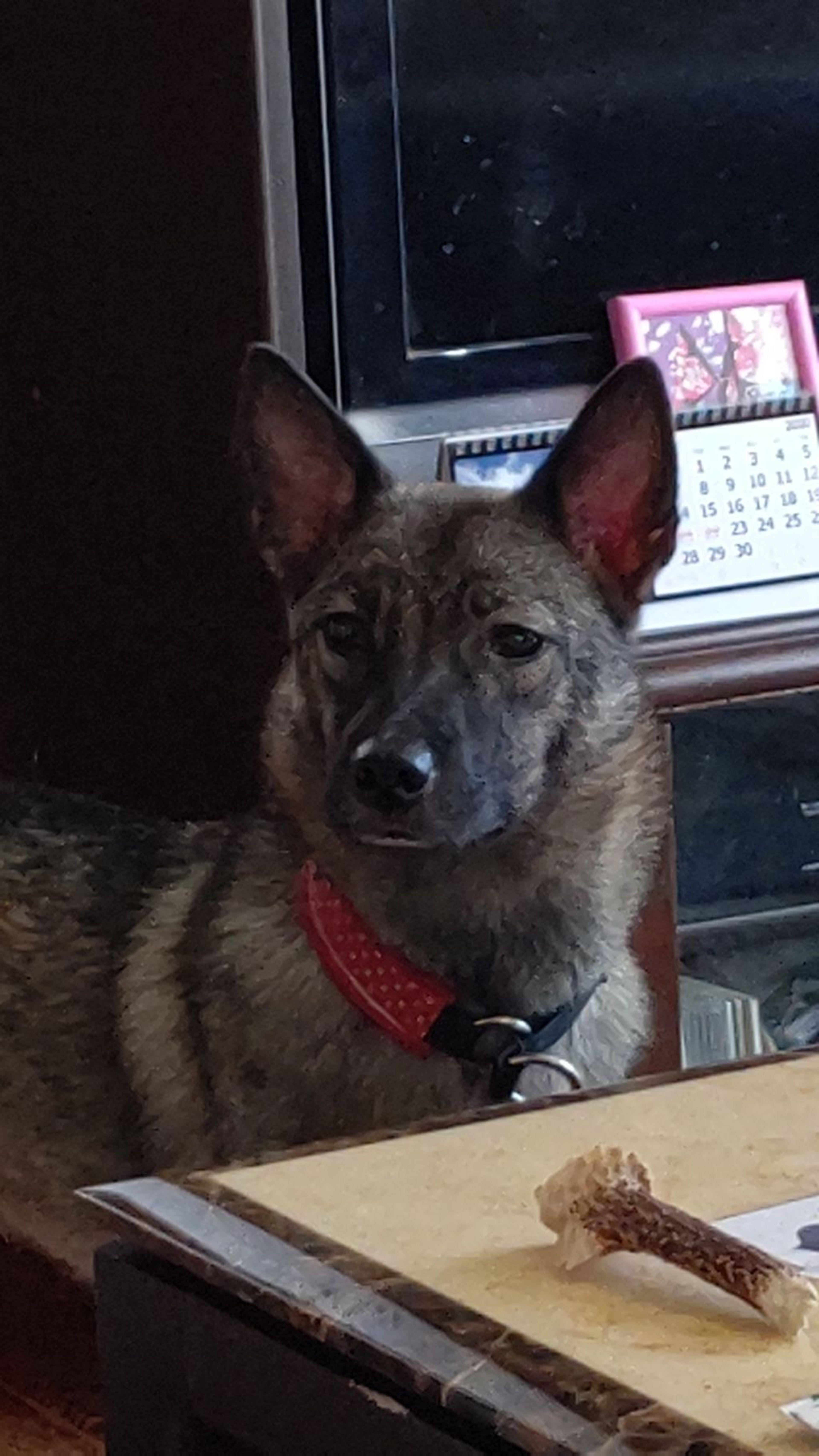雑種（ミックス犬）・メスの里親募集の写真