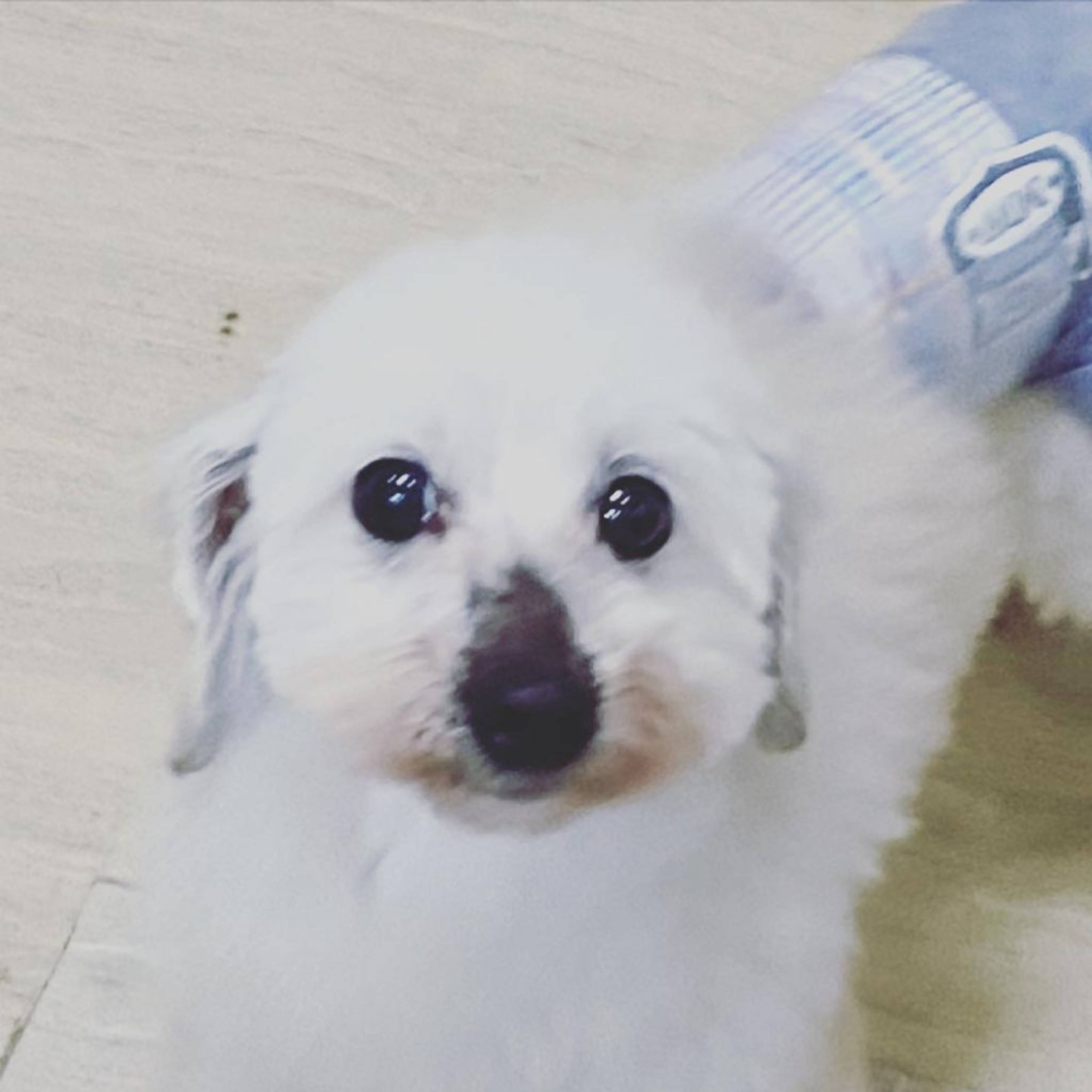雑種（ミックス犬）・オスの里親募集の写真
