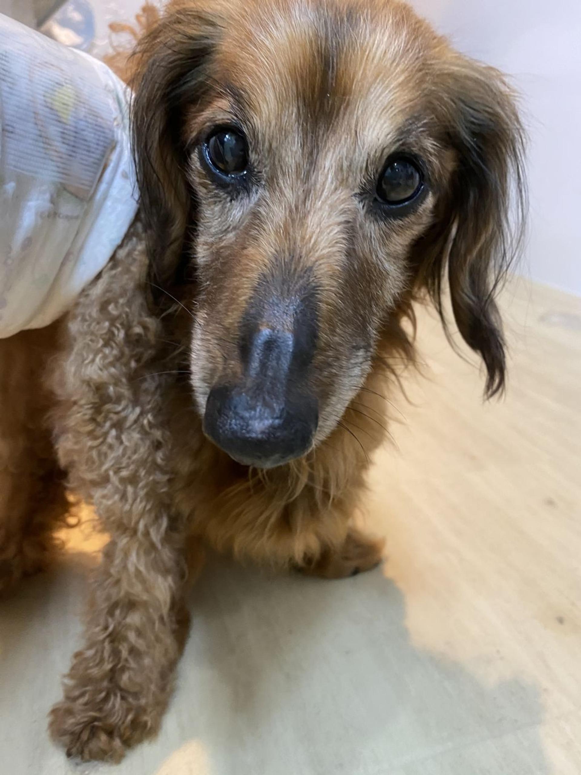 pet-image-3