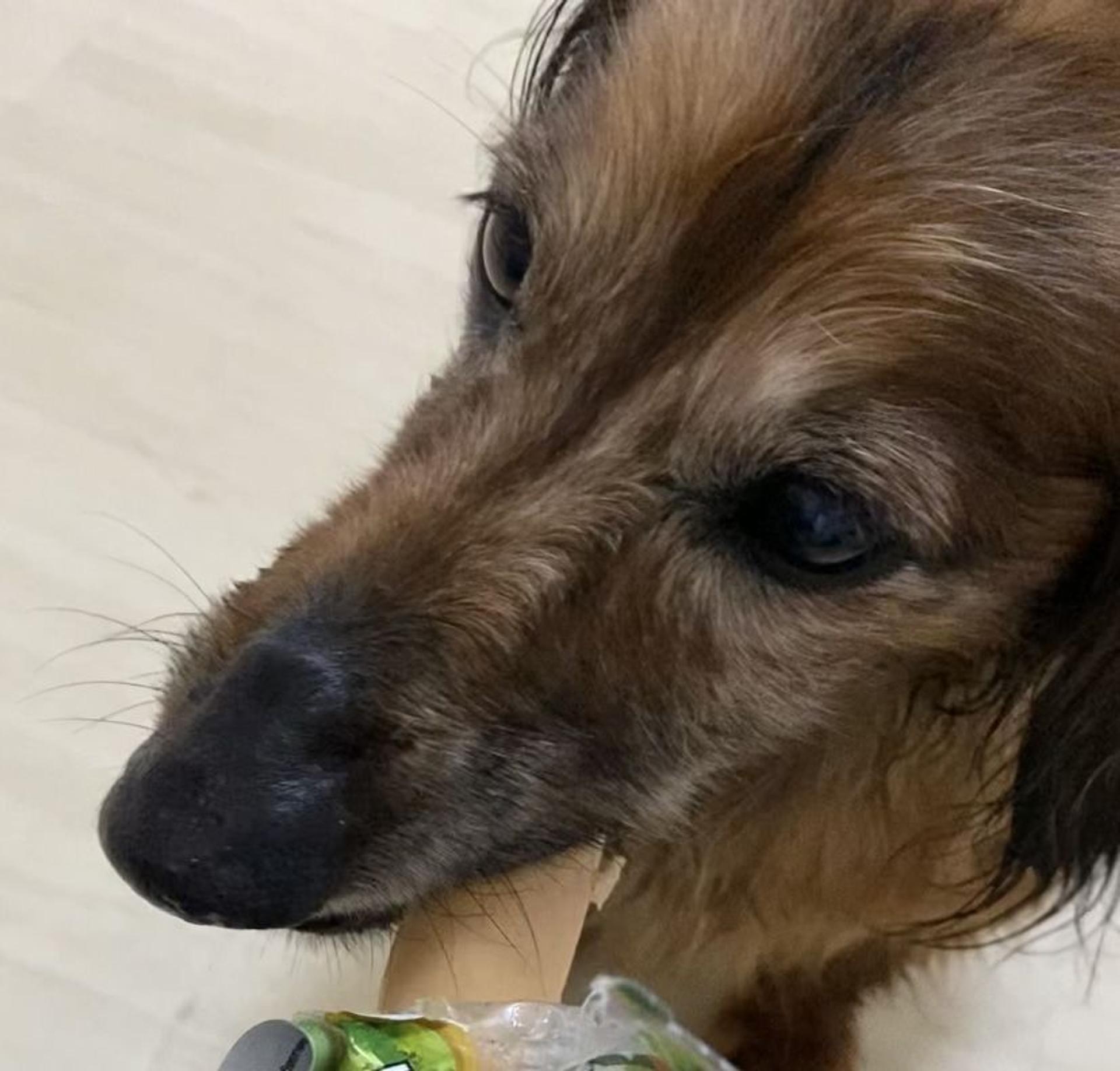 pet-image-6