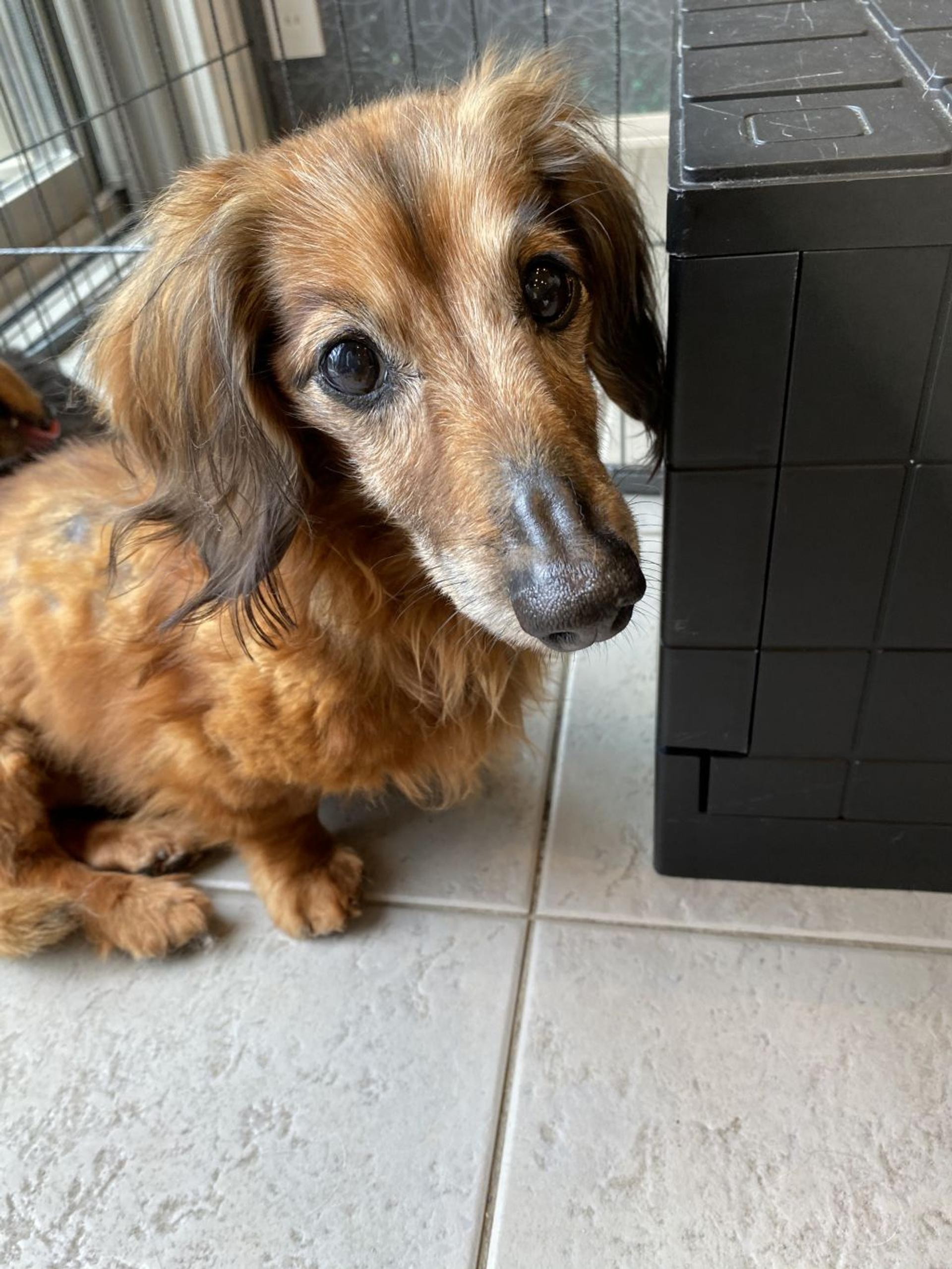 pet-image-7