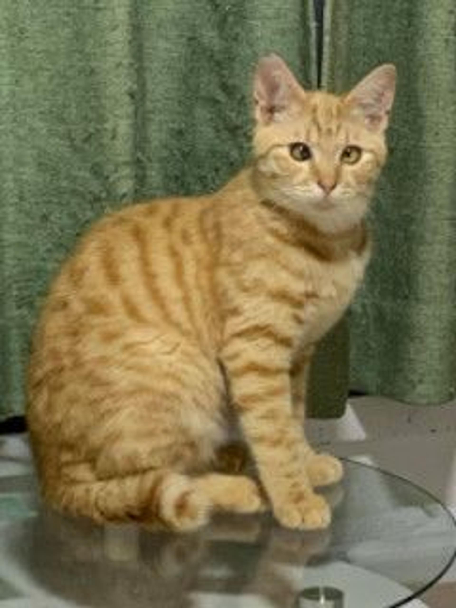 pet-image-2