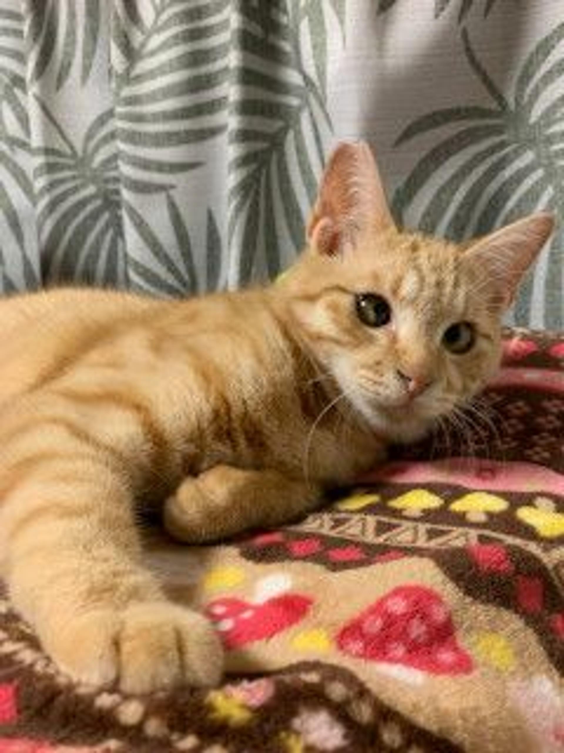 pet-image-3