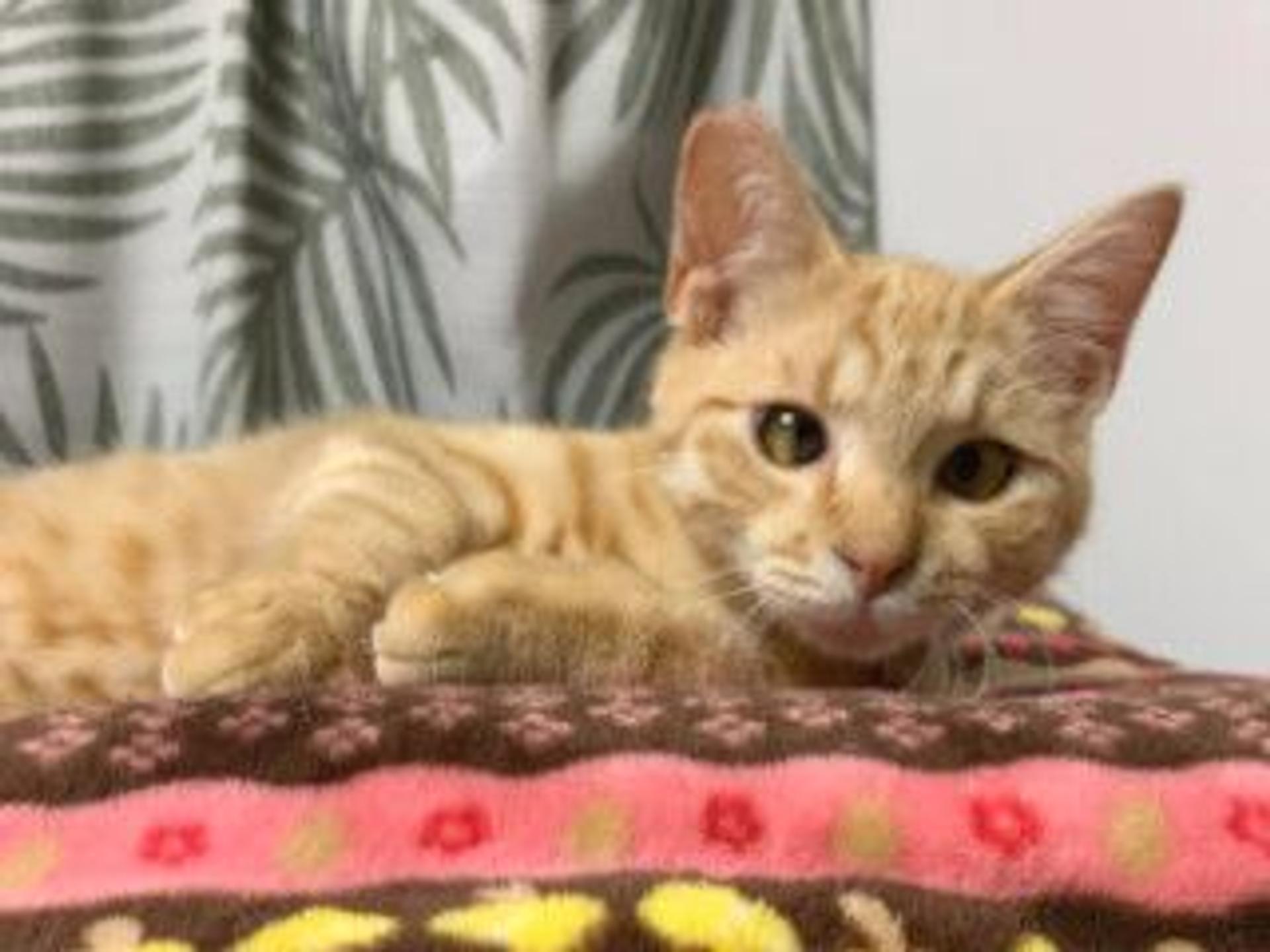 pet-image-5