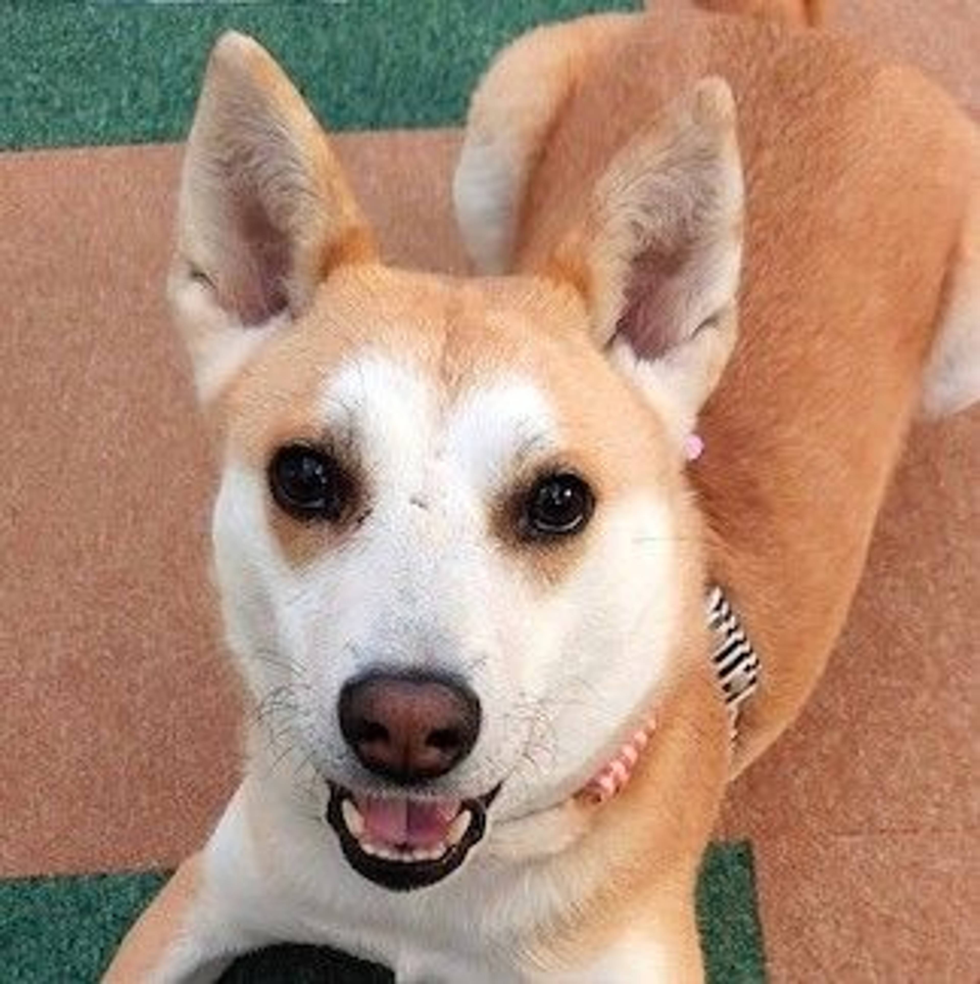 雑種（ミックス犬）・メスの里親募集の写真