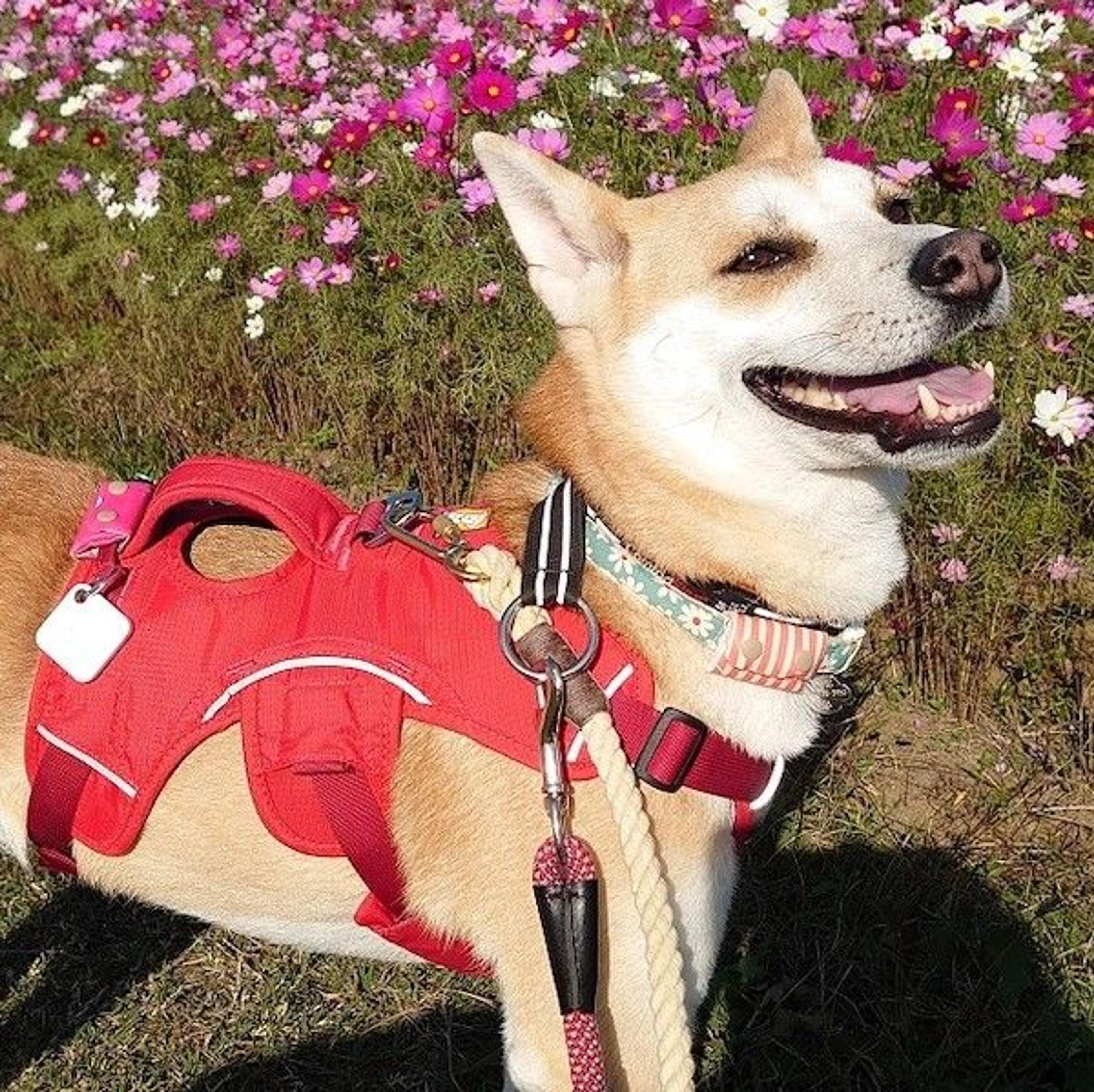 pet-image-2