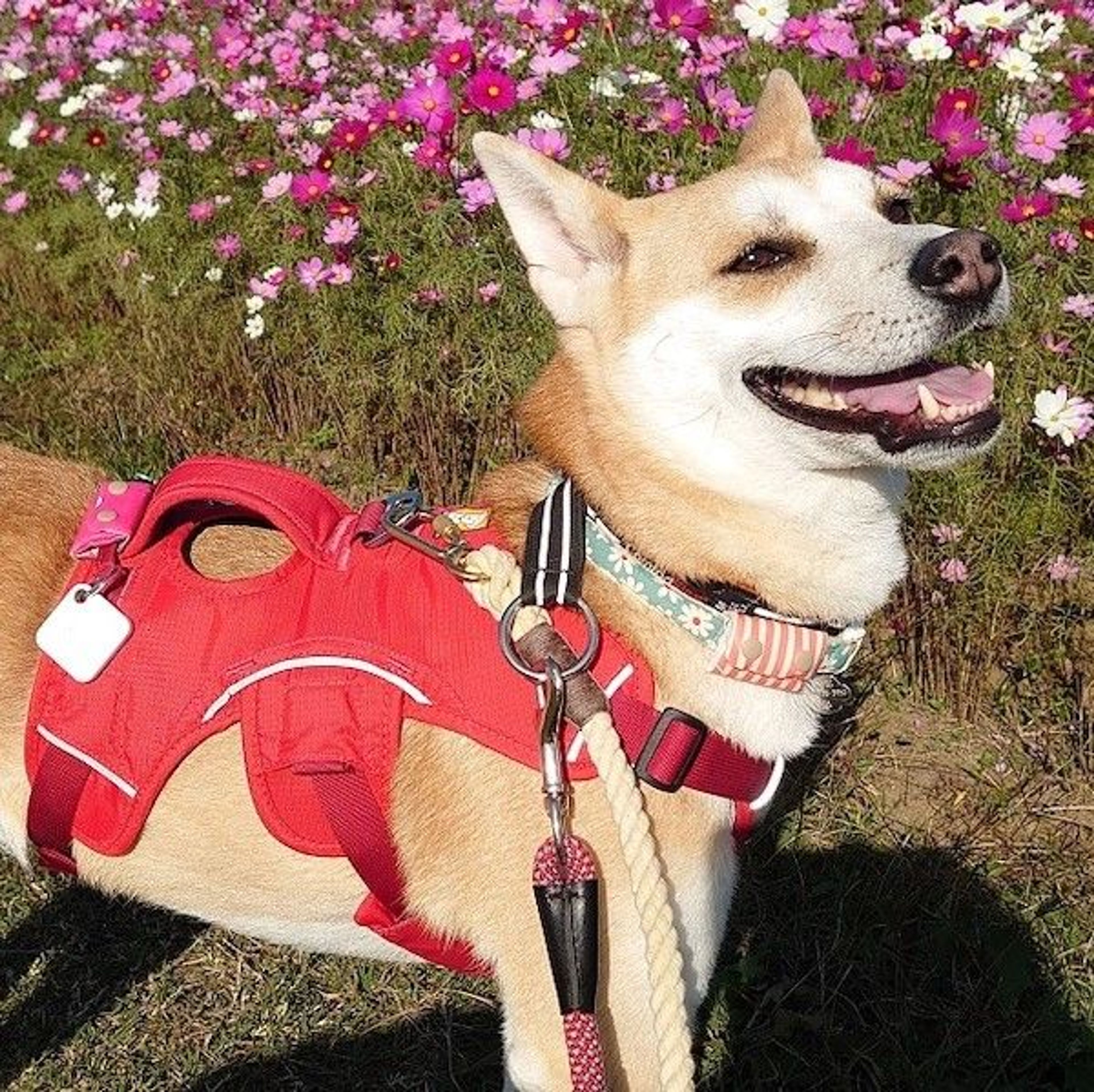 pet-image-2