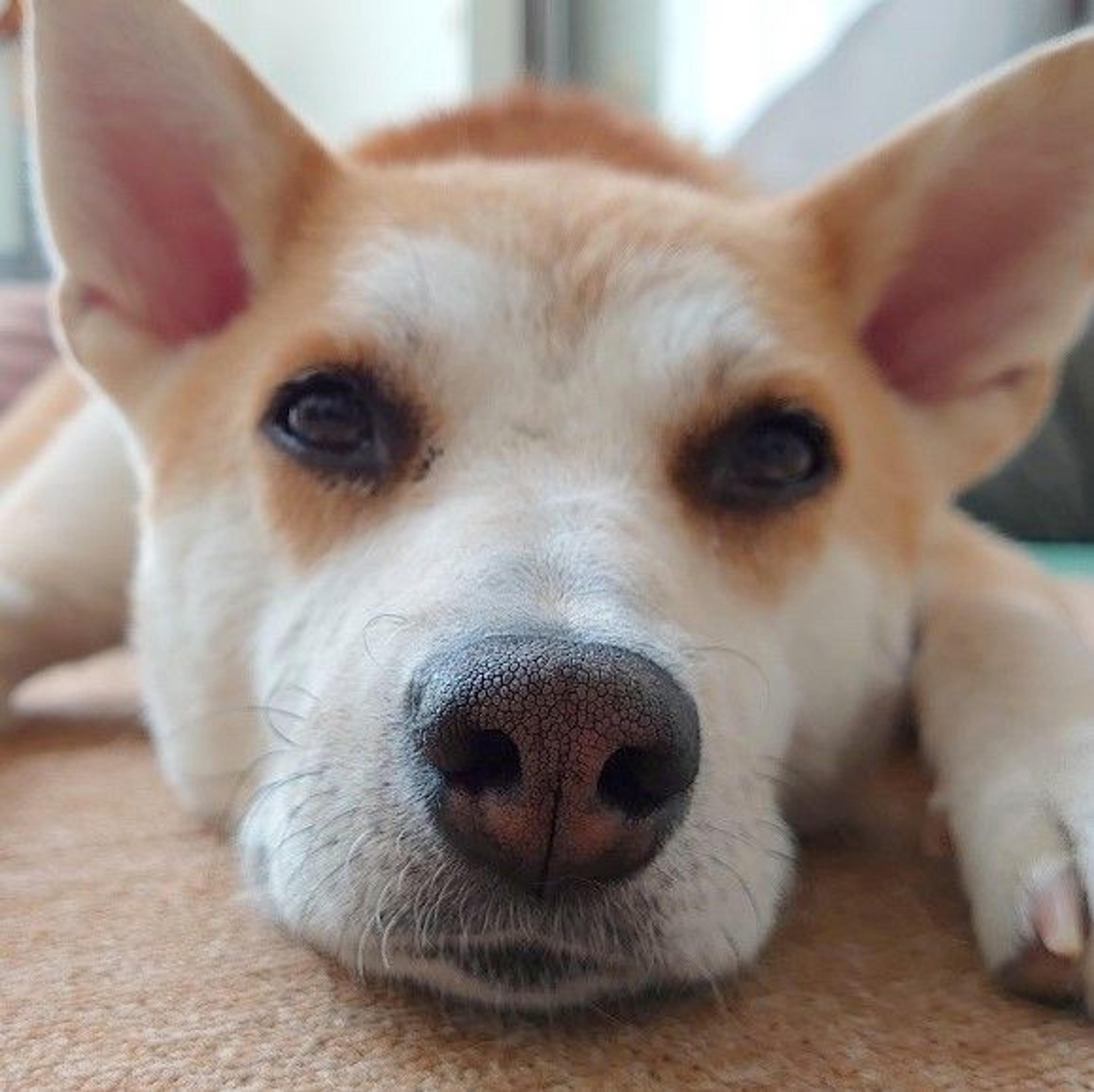 pet-image-3