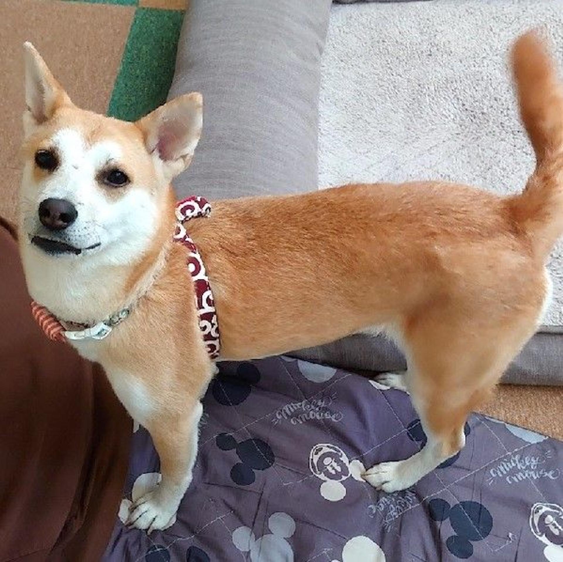 pet-image-4