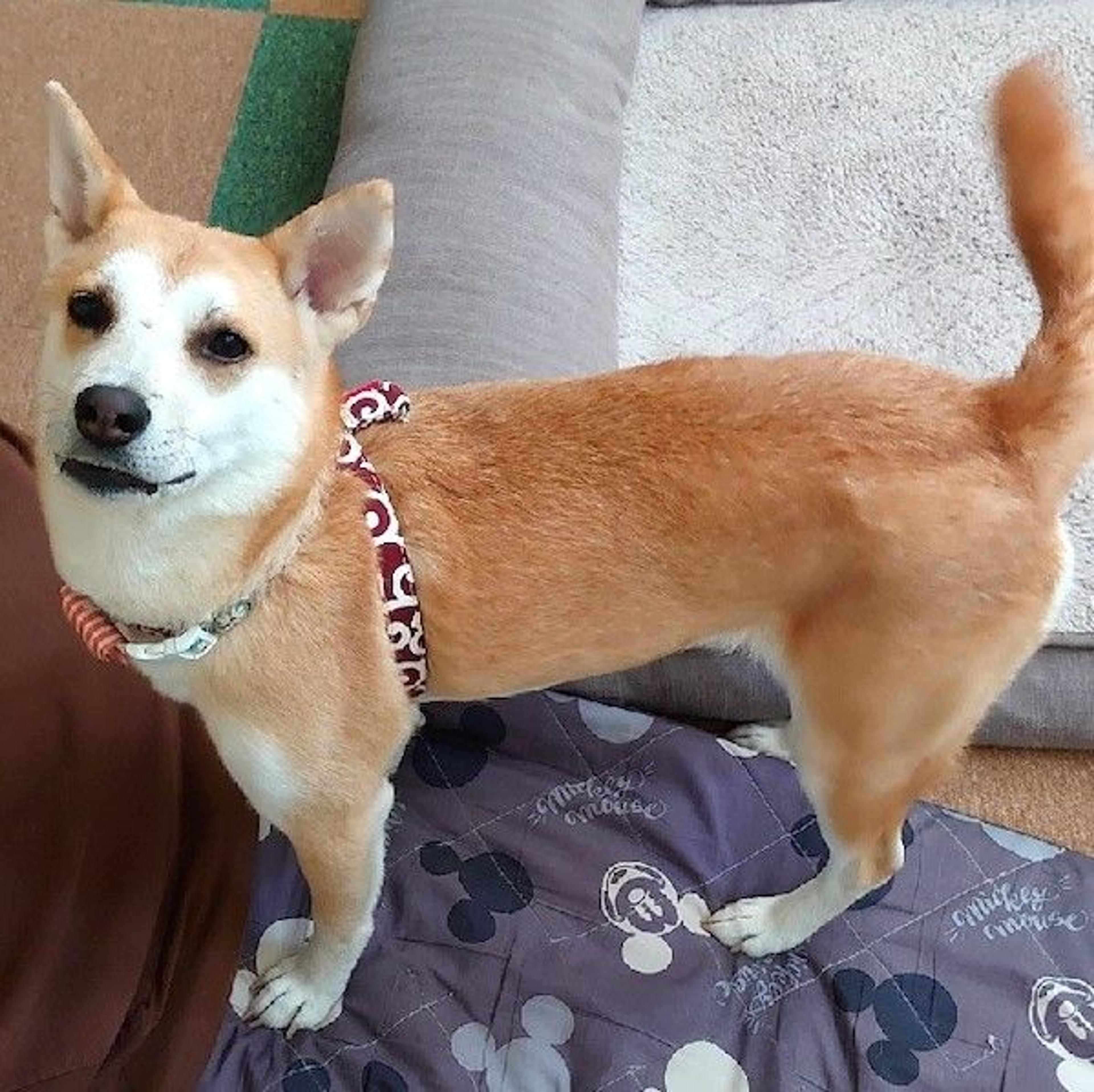 pet-image-4