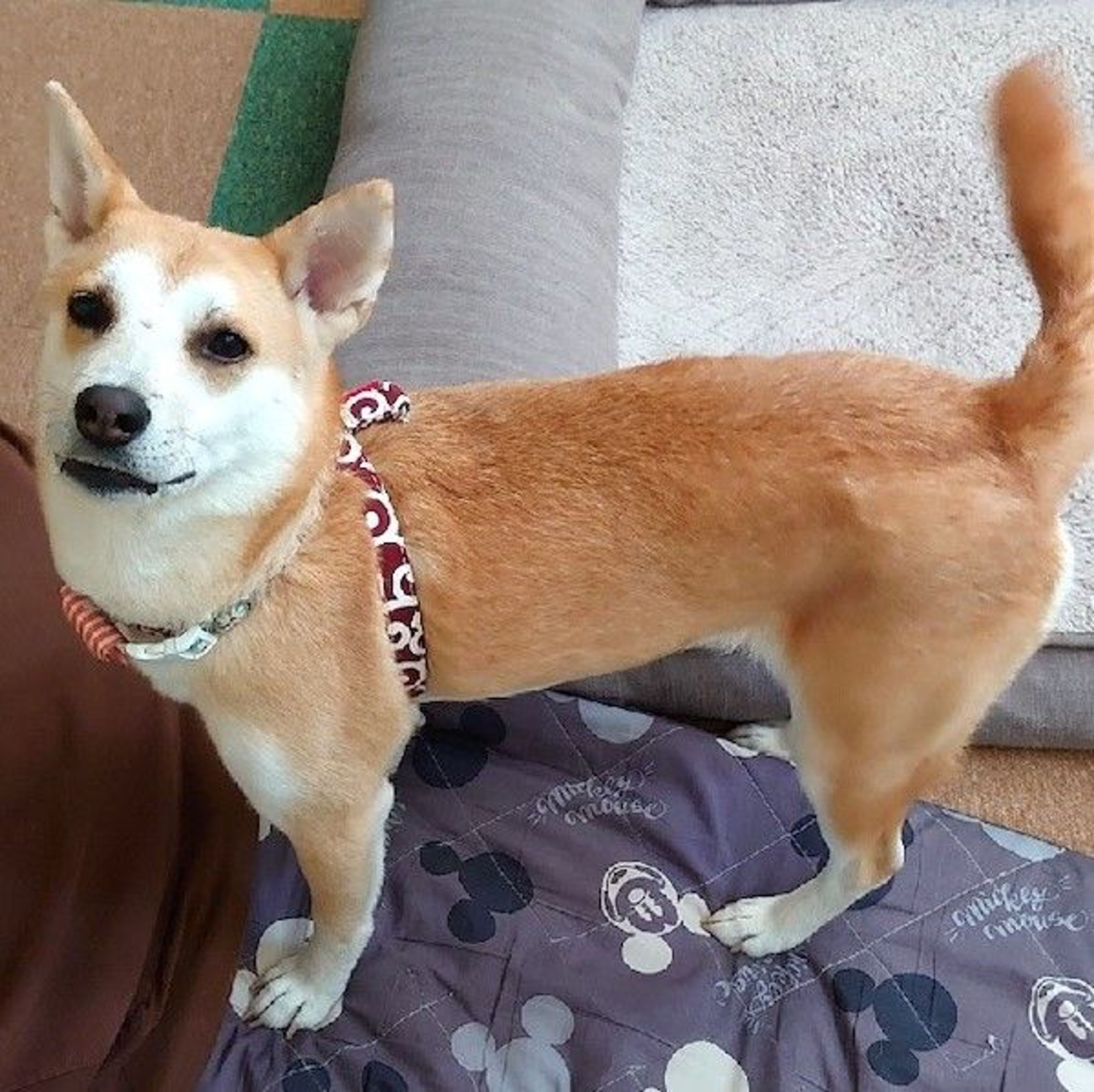 pet-image-4