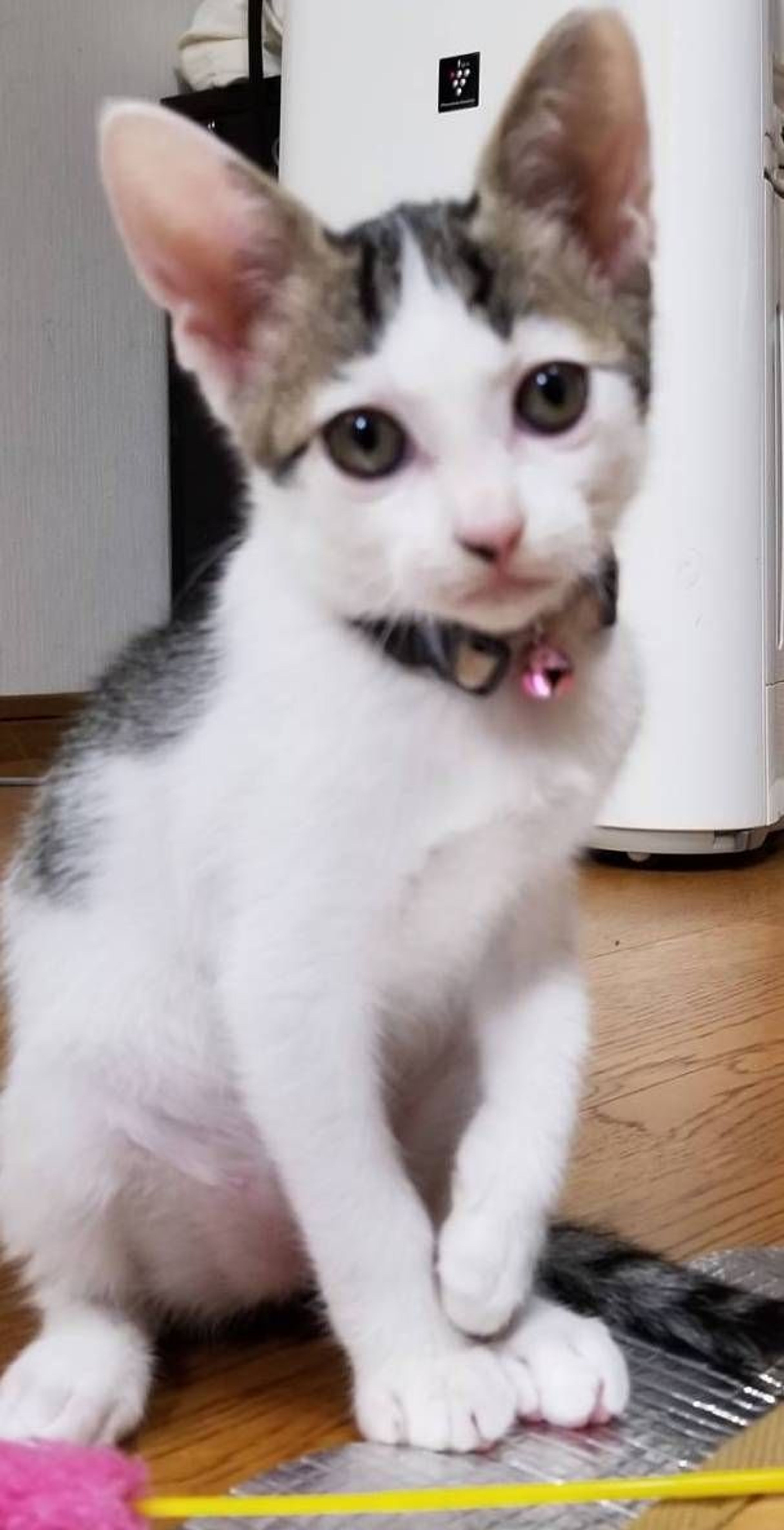 pet-image-2