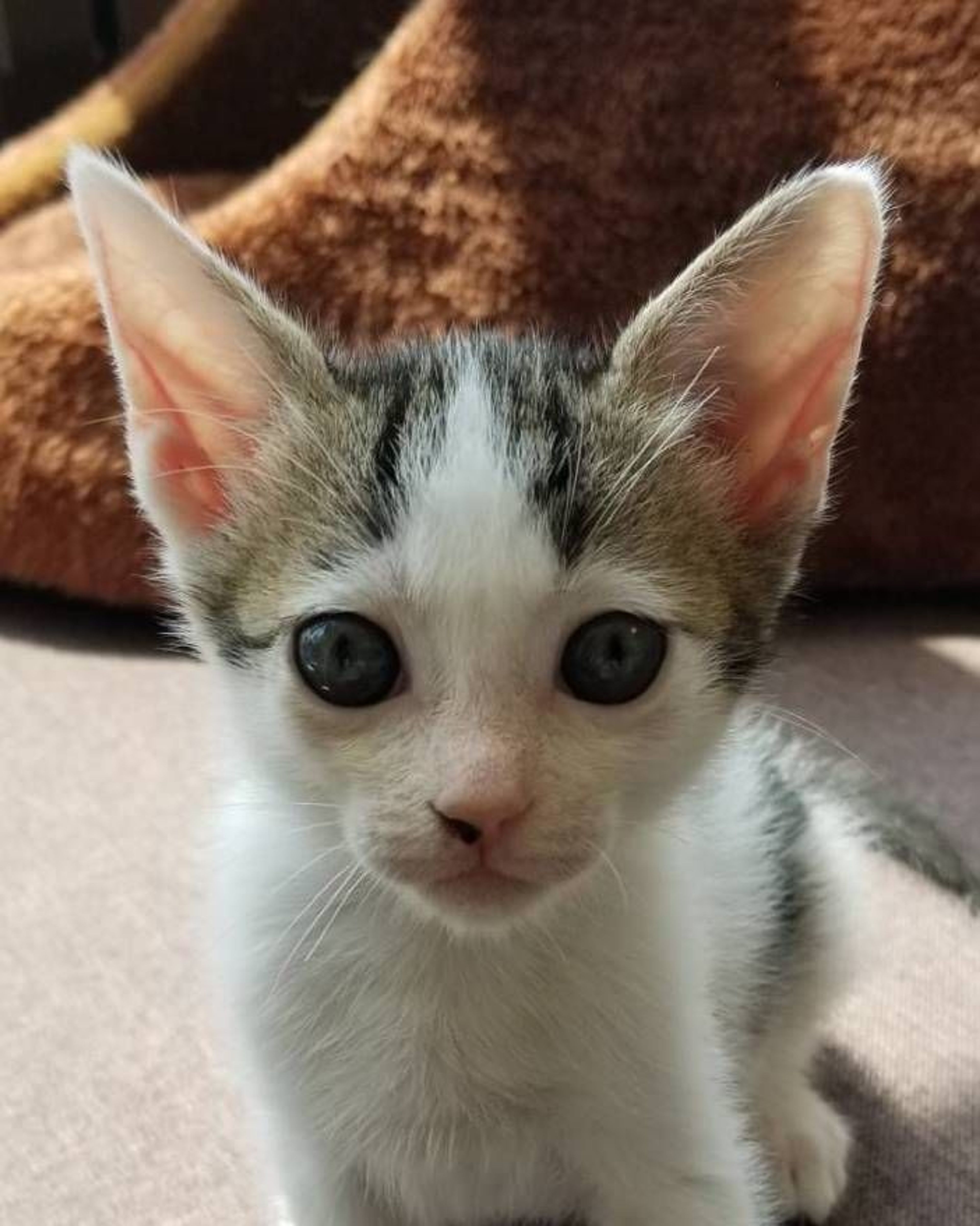 pet-image-3