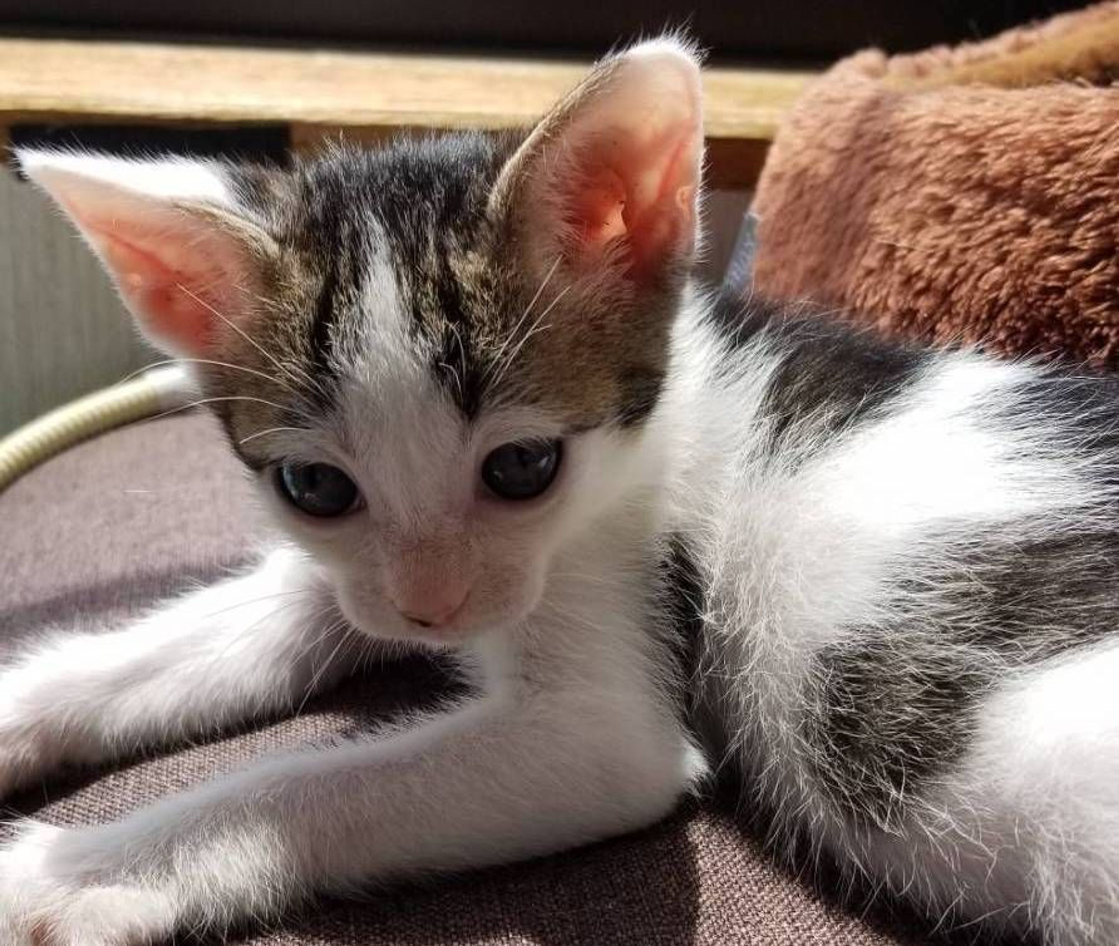 pet-image-4
