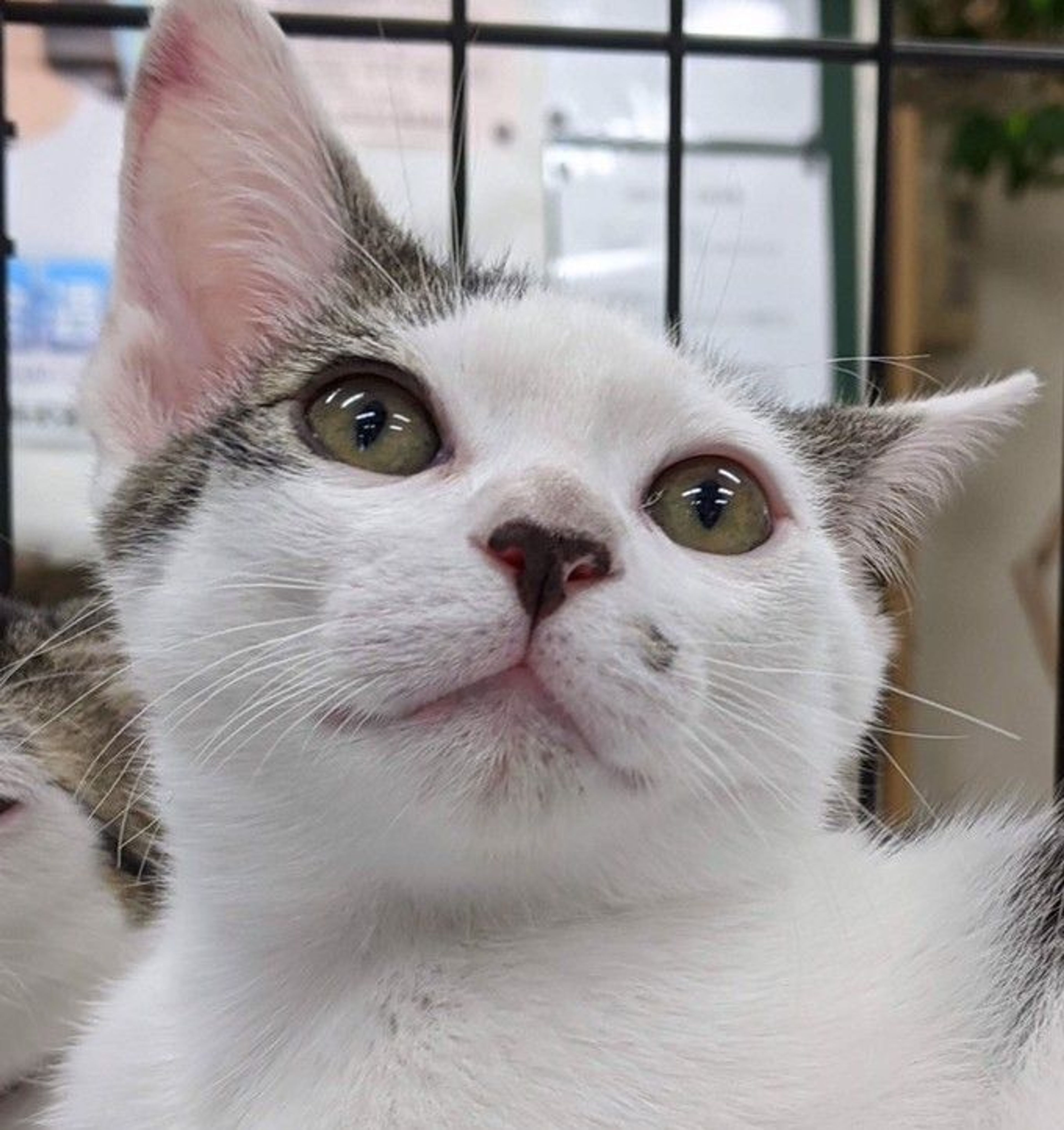 雑種（ミックス猫）・オスの里親募集の写真