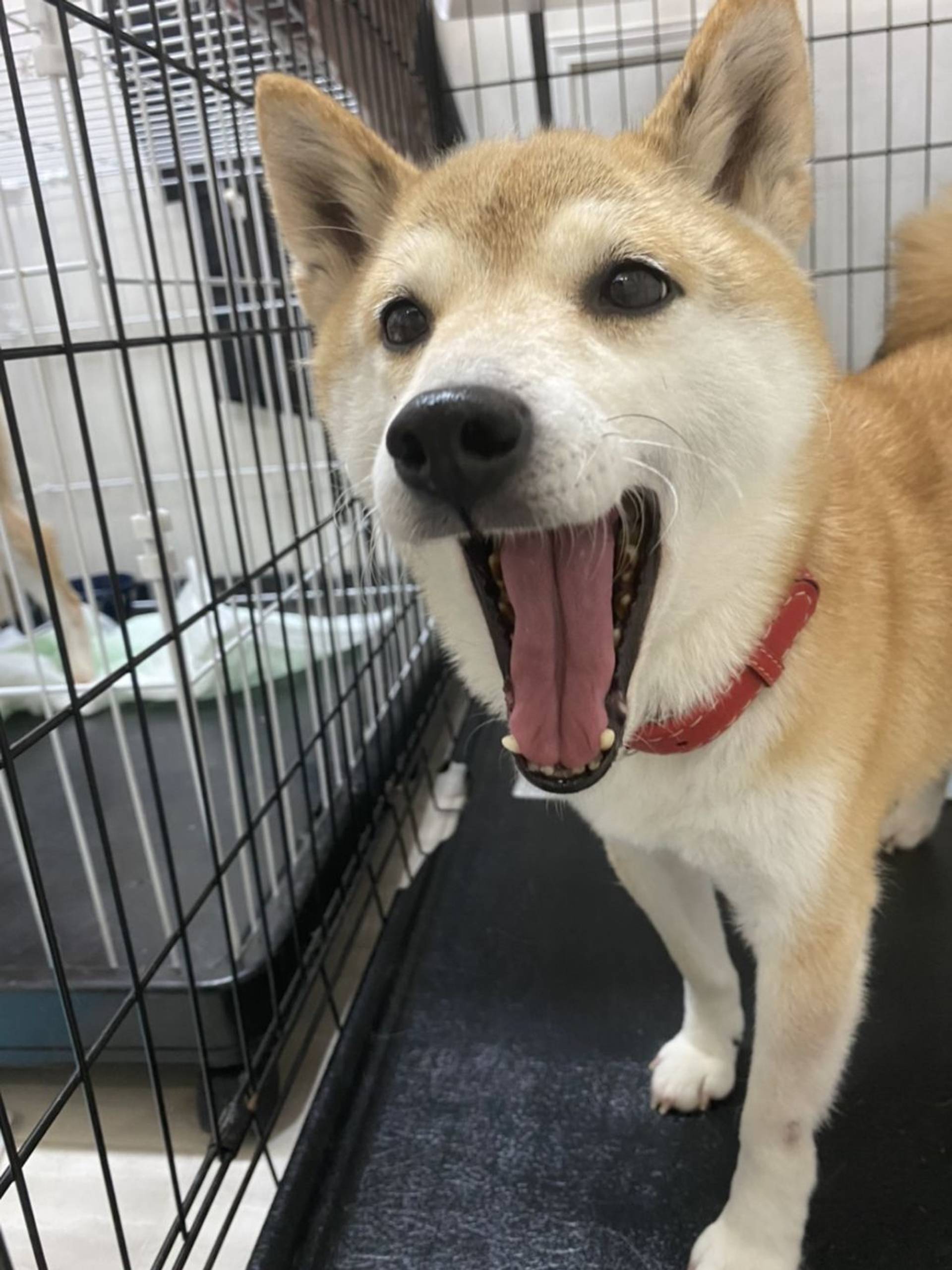 柴犬・メスの里親募集の写真