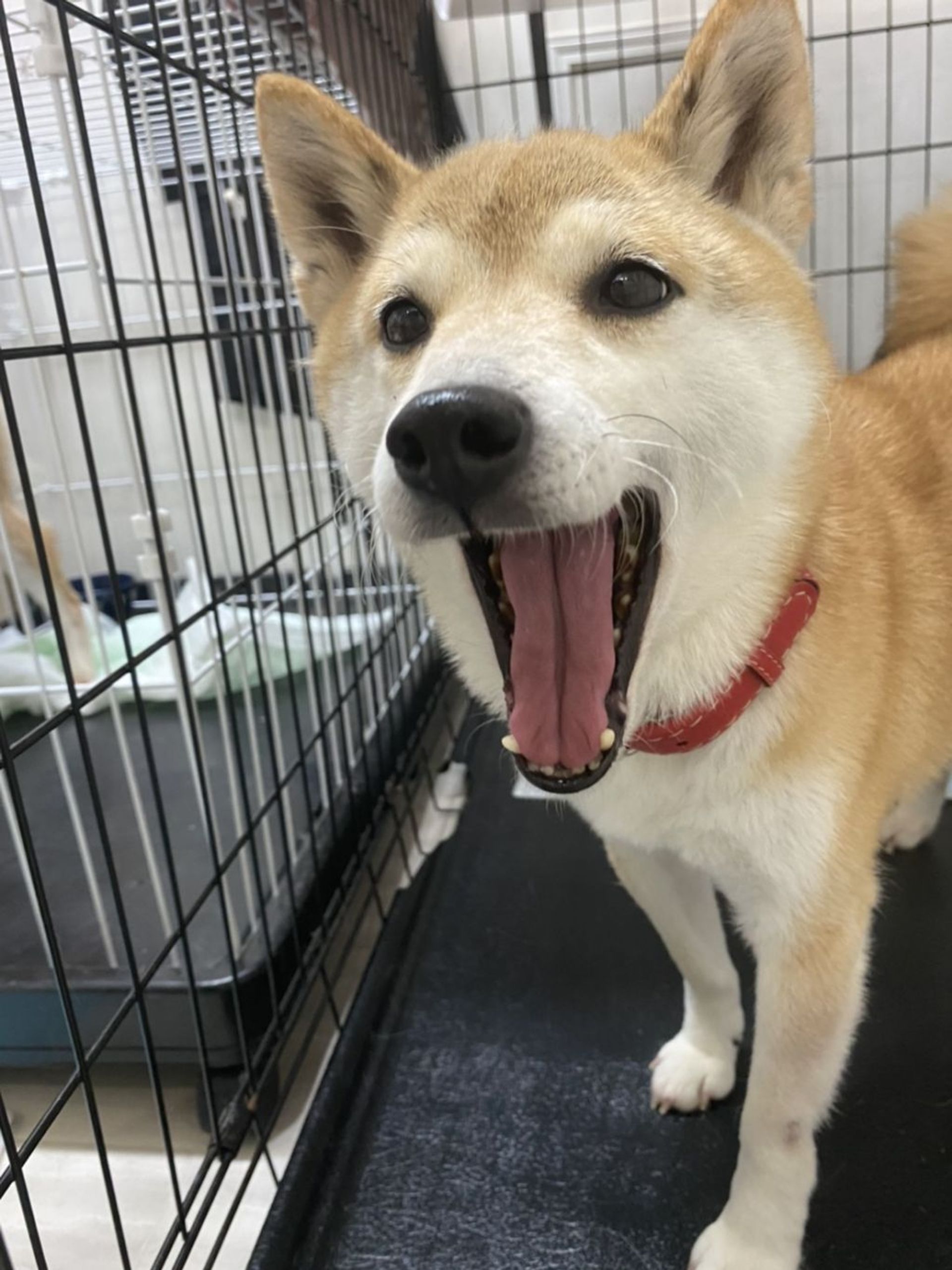 柴犬・メスの里親募集の写真