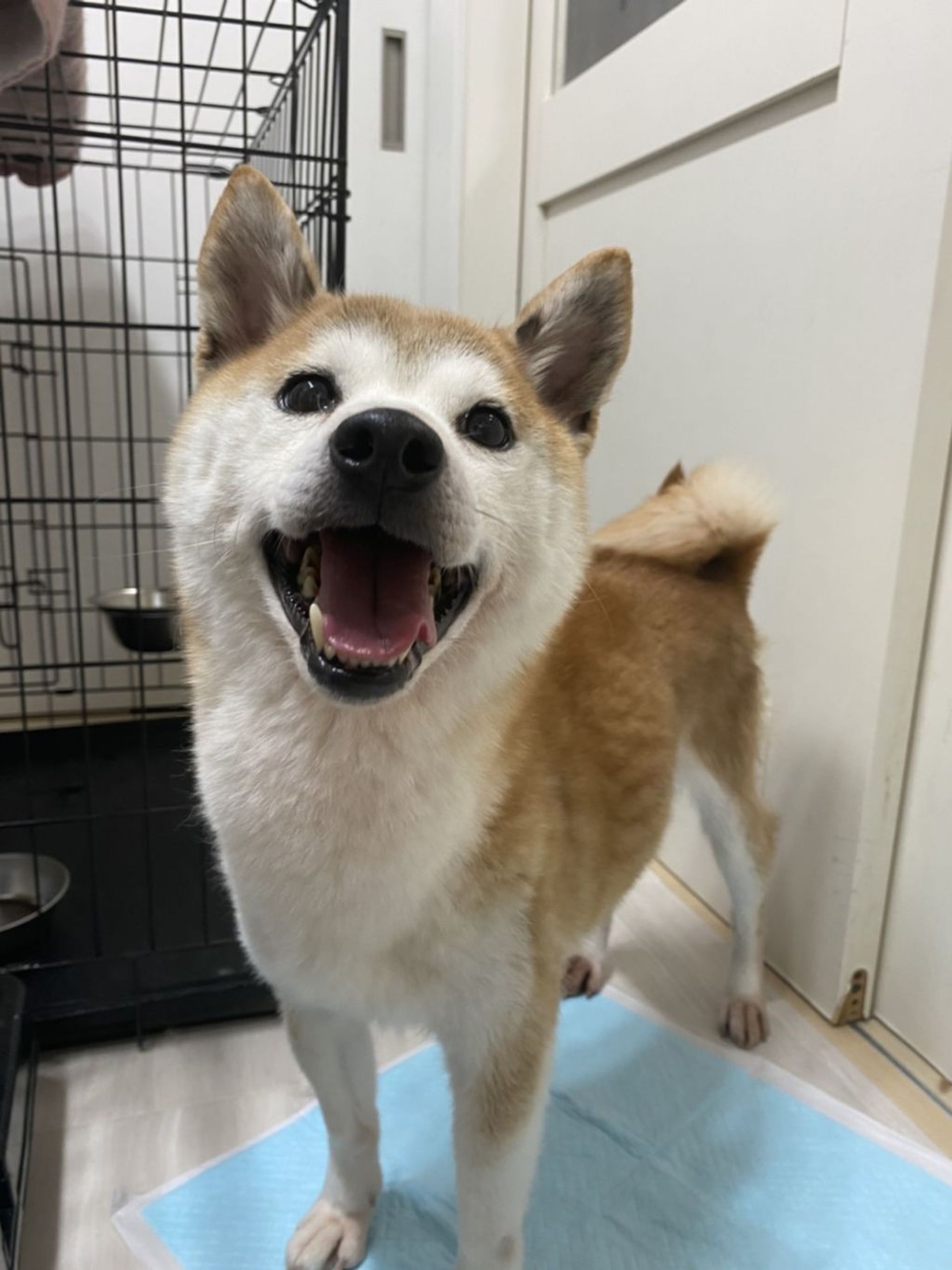柴犬・メスの里親募集の写真