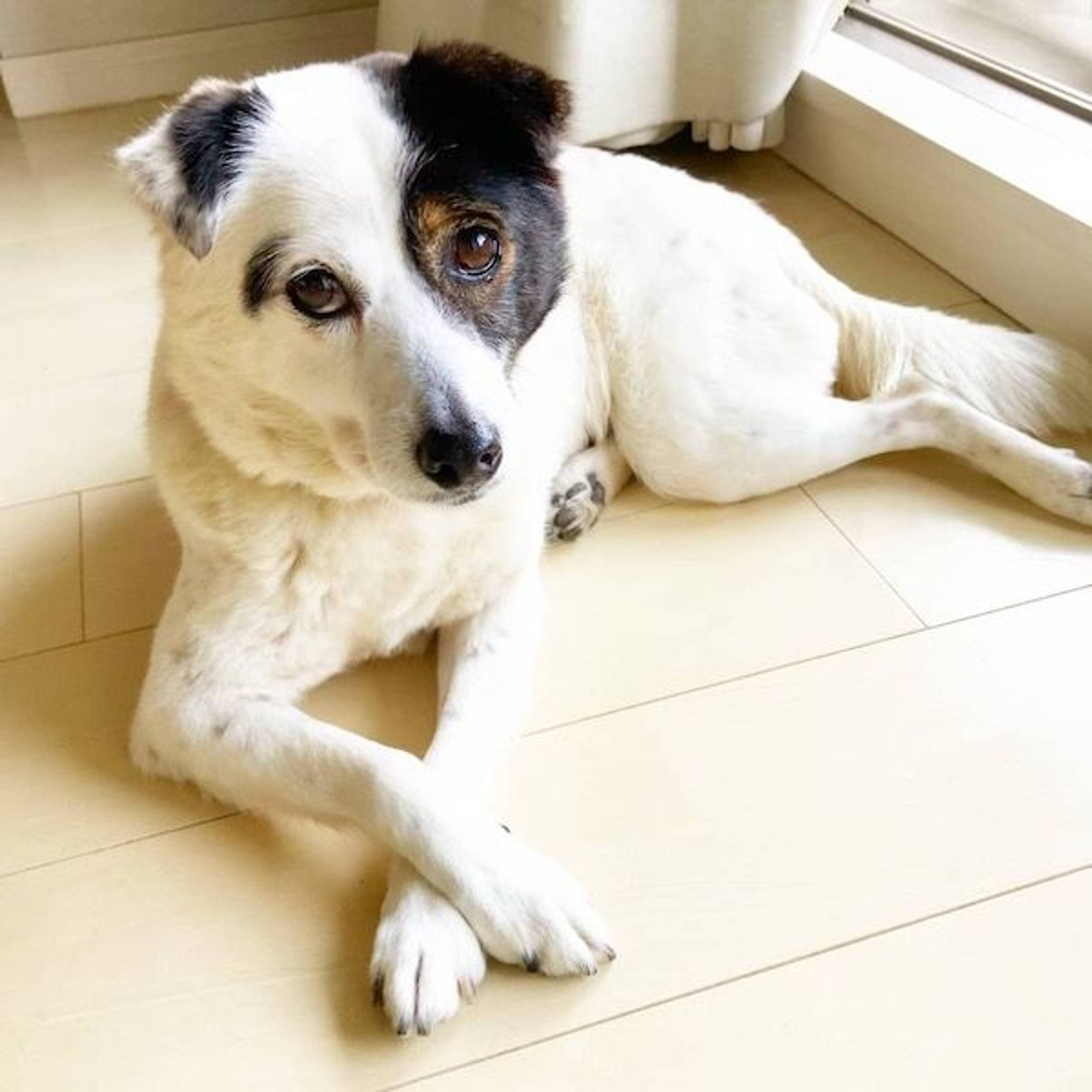 雑種（ミックス犬）・メスの里親募集の写真