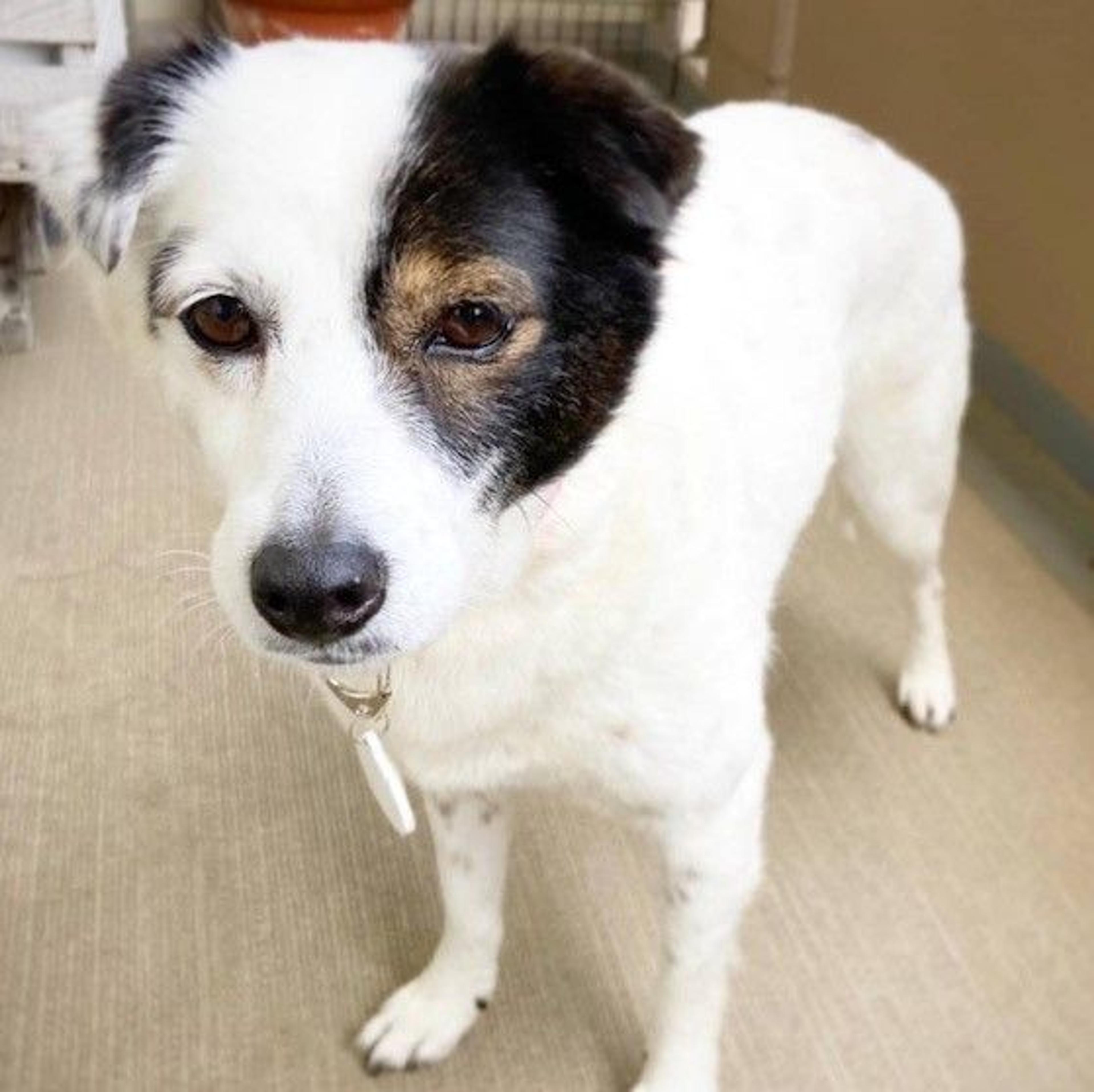 pet-image-2