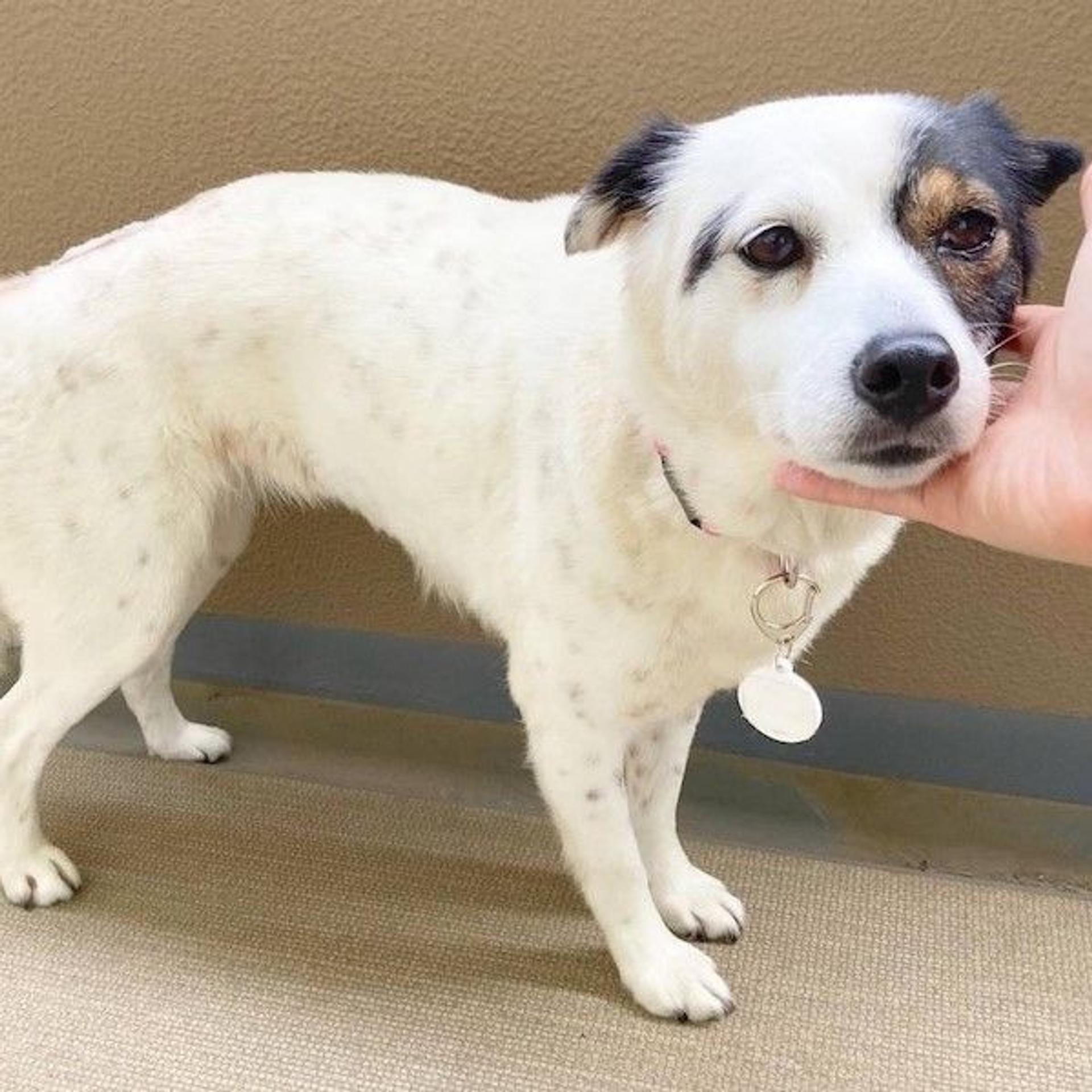 pet-image-3