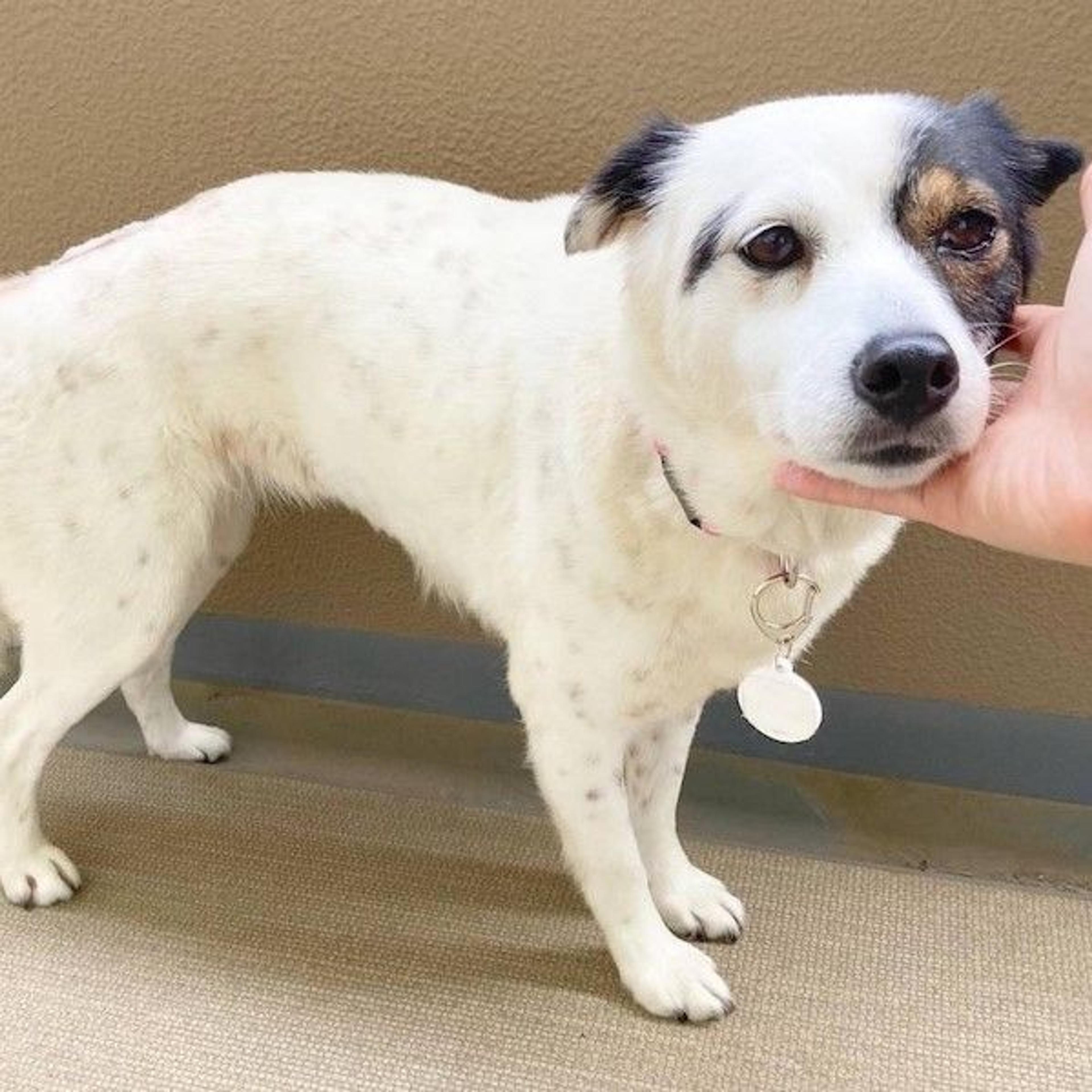 pet-image-3