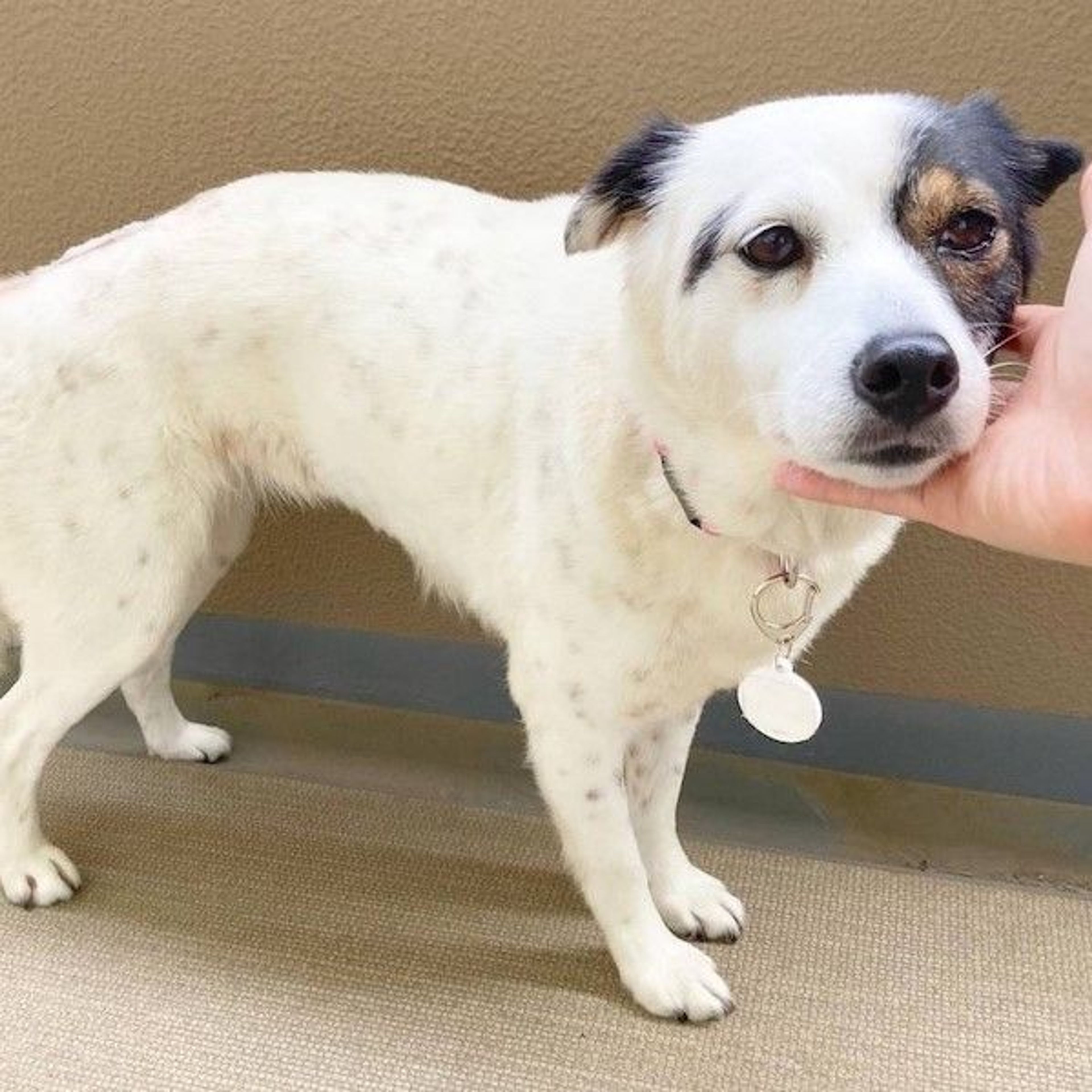 pet-image-3