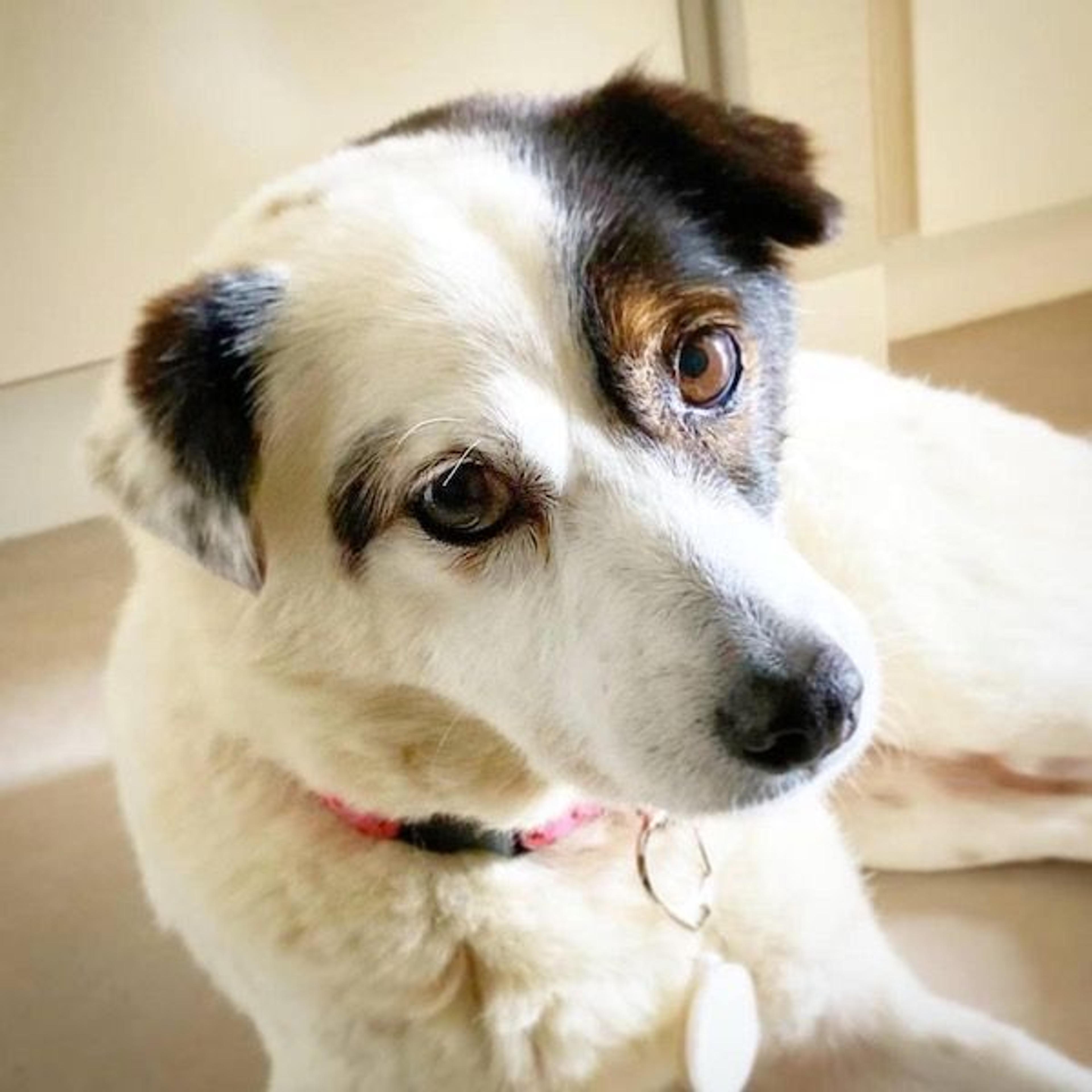 pet-image-4