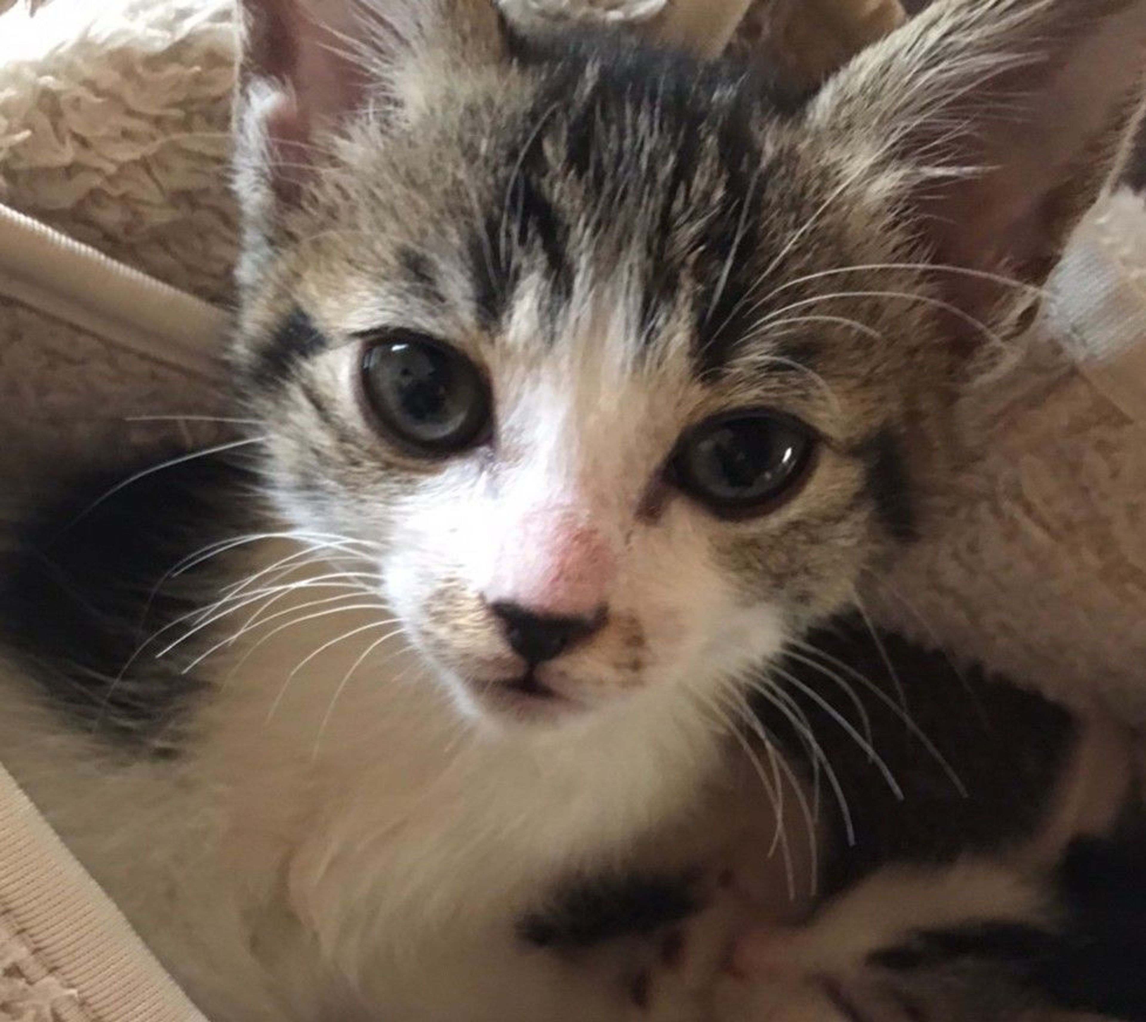 雑種（ミックス猫）・メスの里親募集の写真