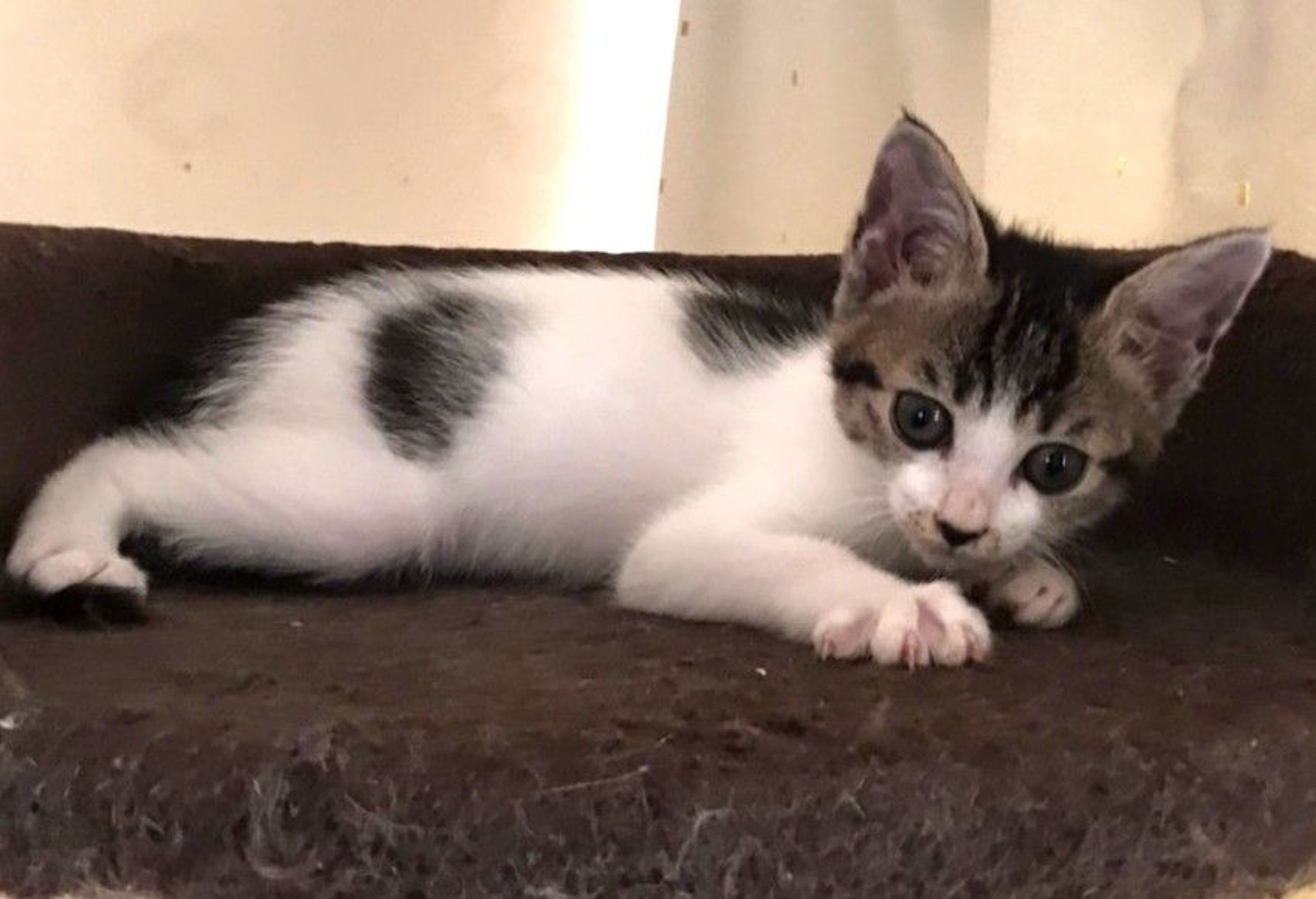 pet-image-2
