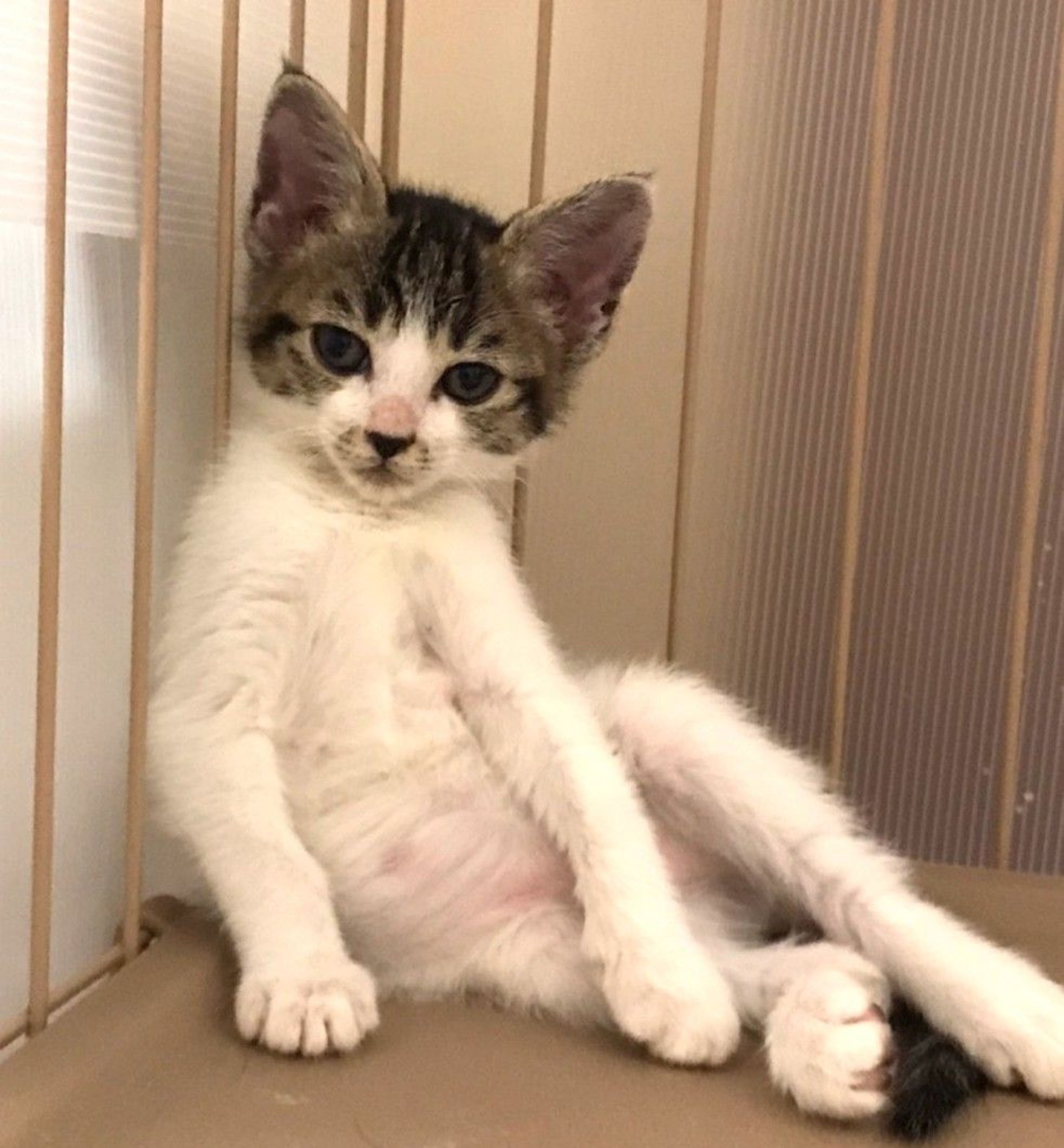 pet-image-4