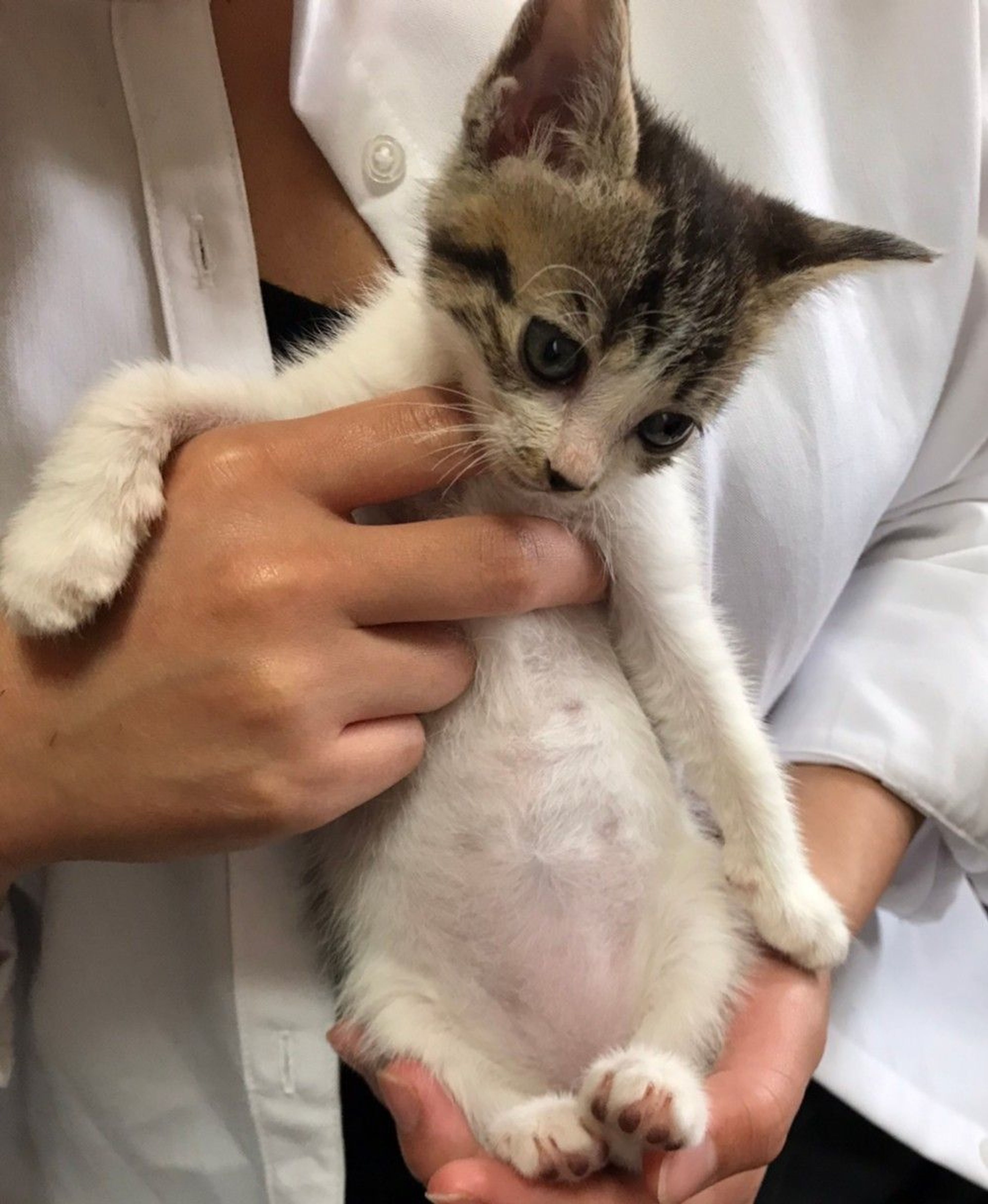 pet-image-5