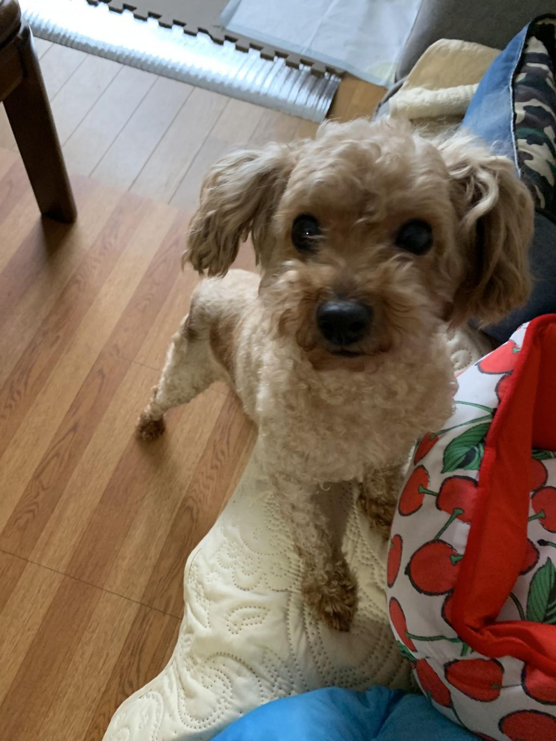 pet-image-2