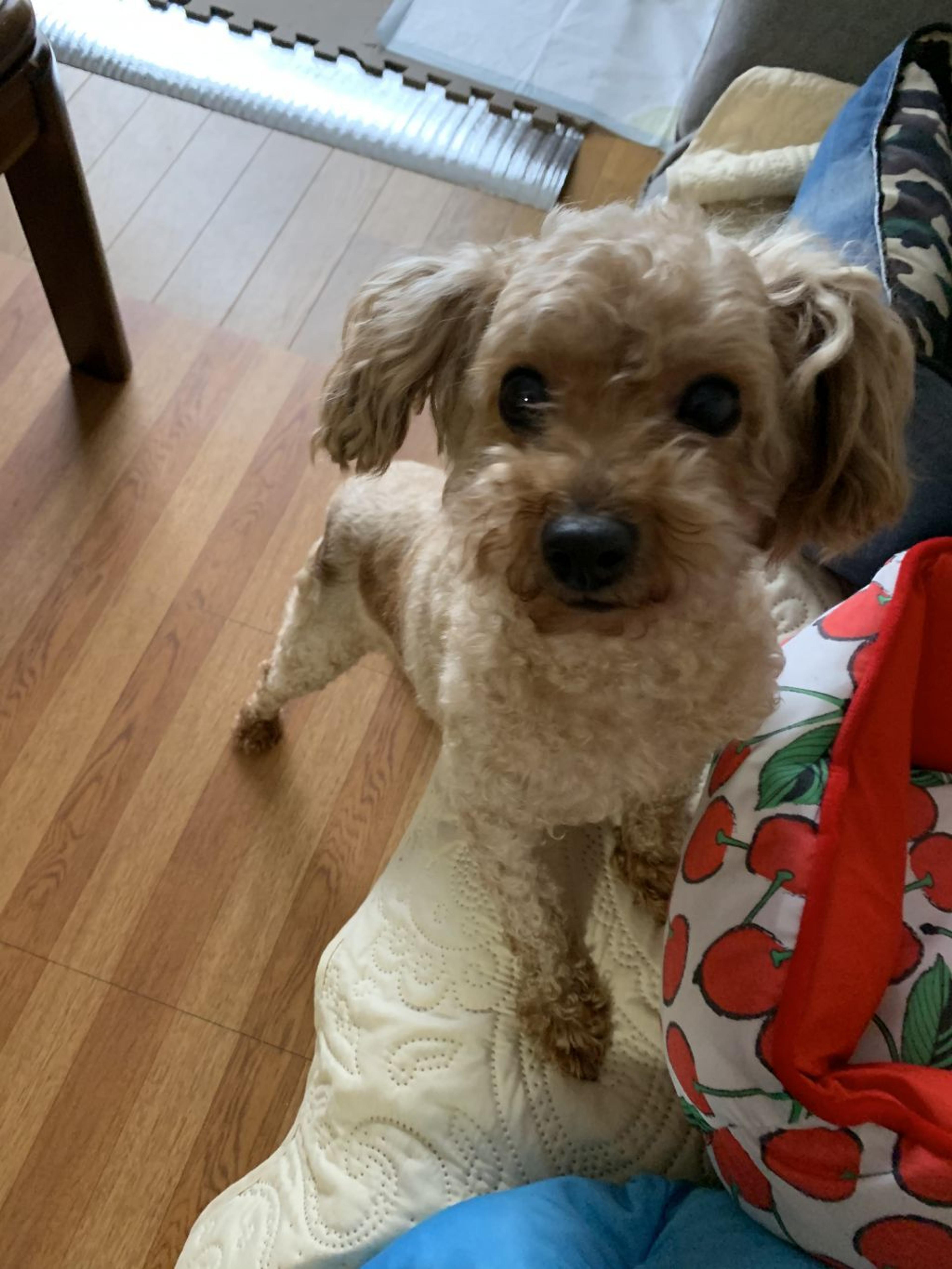 pet-image-2