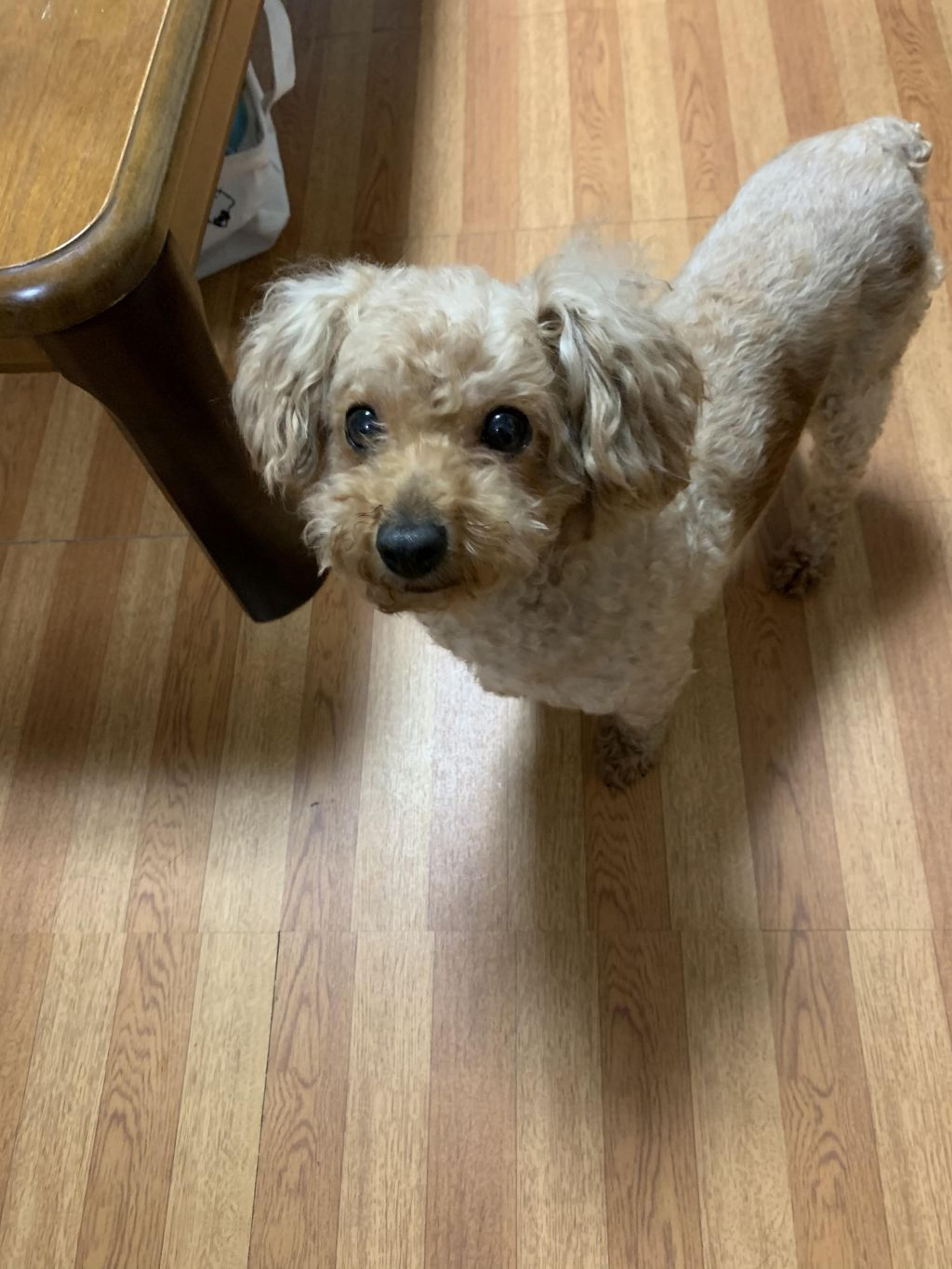 pet-image-3
