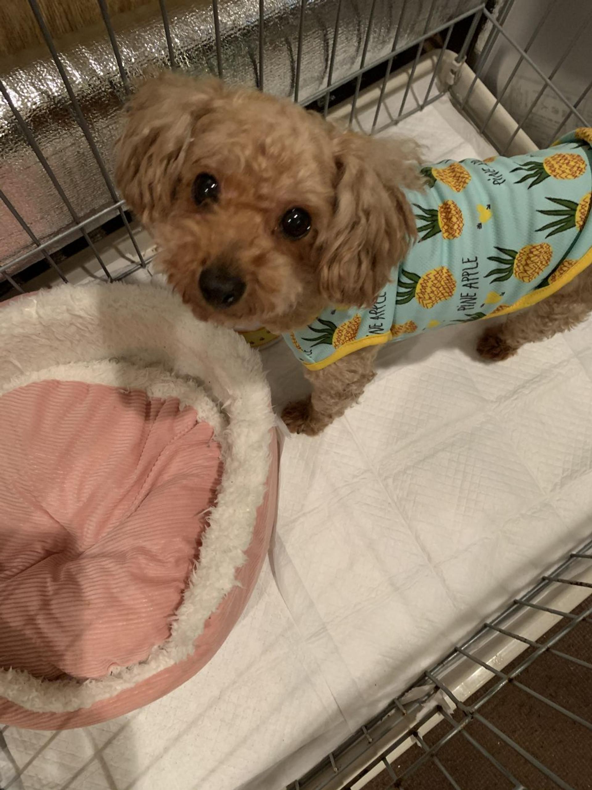 pet-image-4