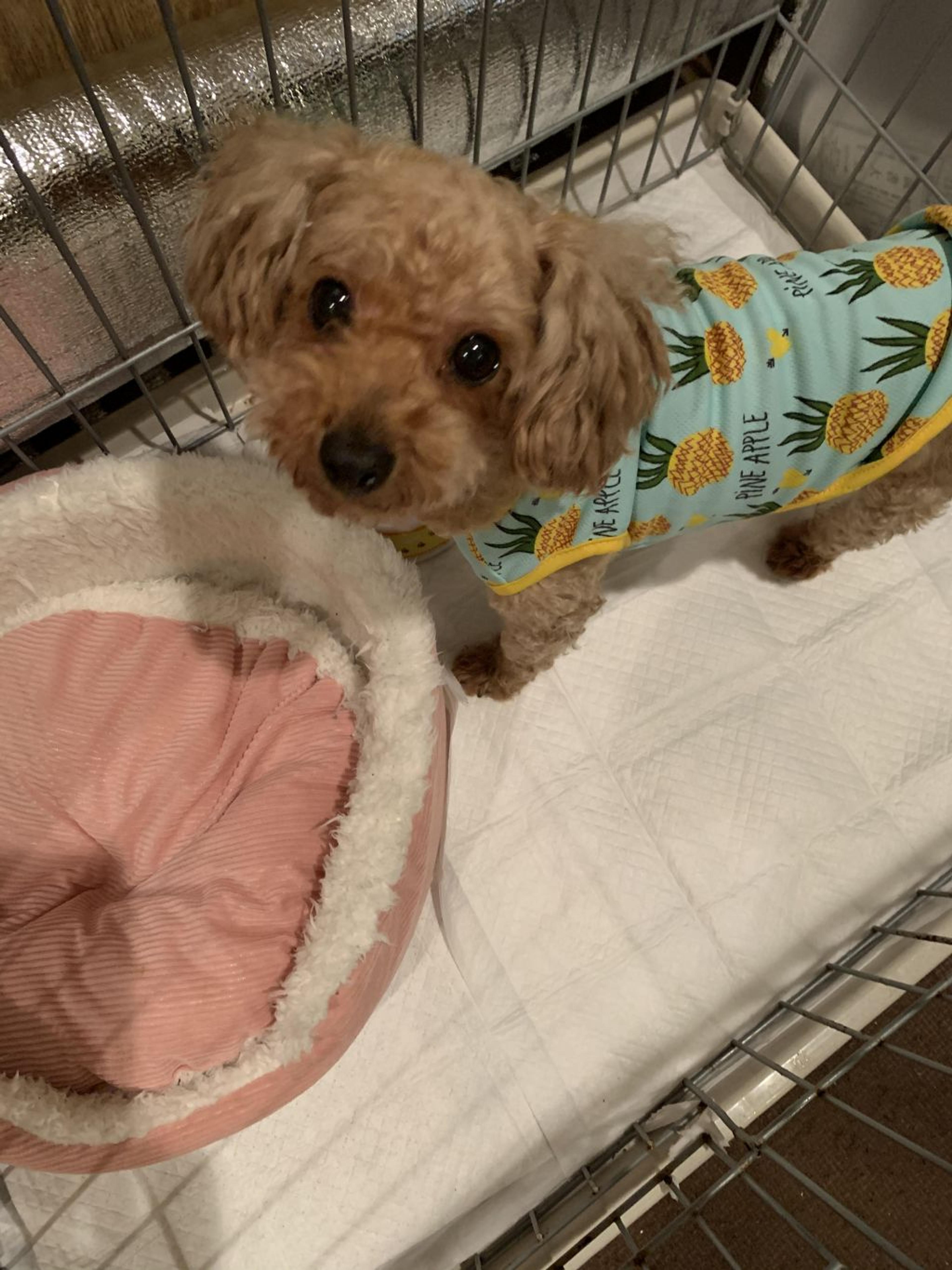 pet-image-4