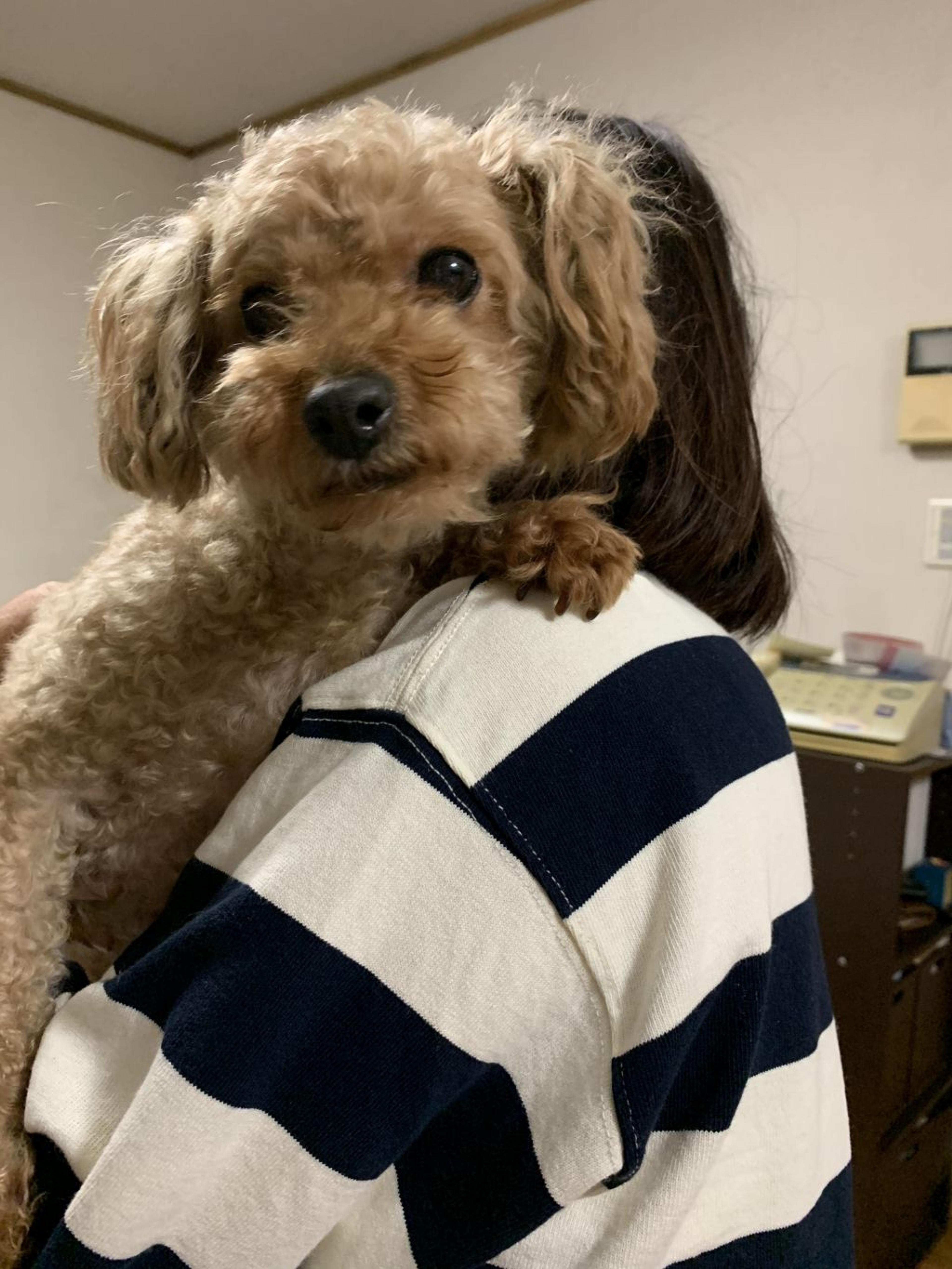 pet-image-5