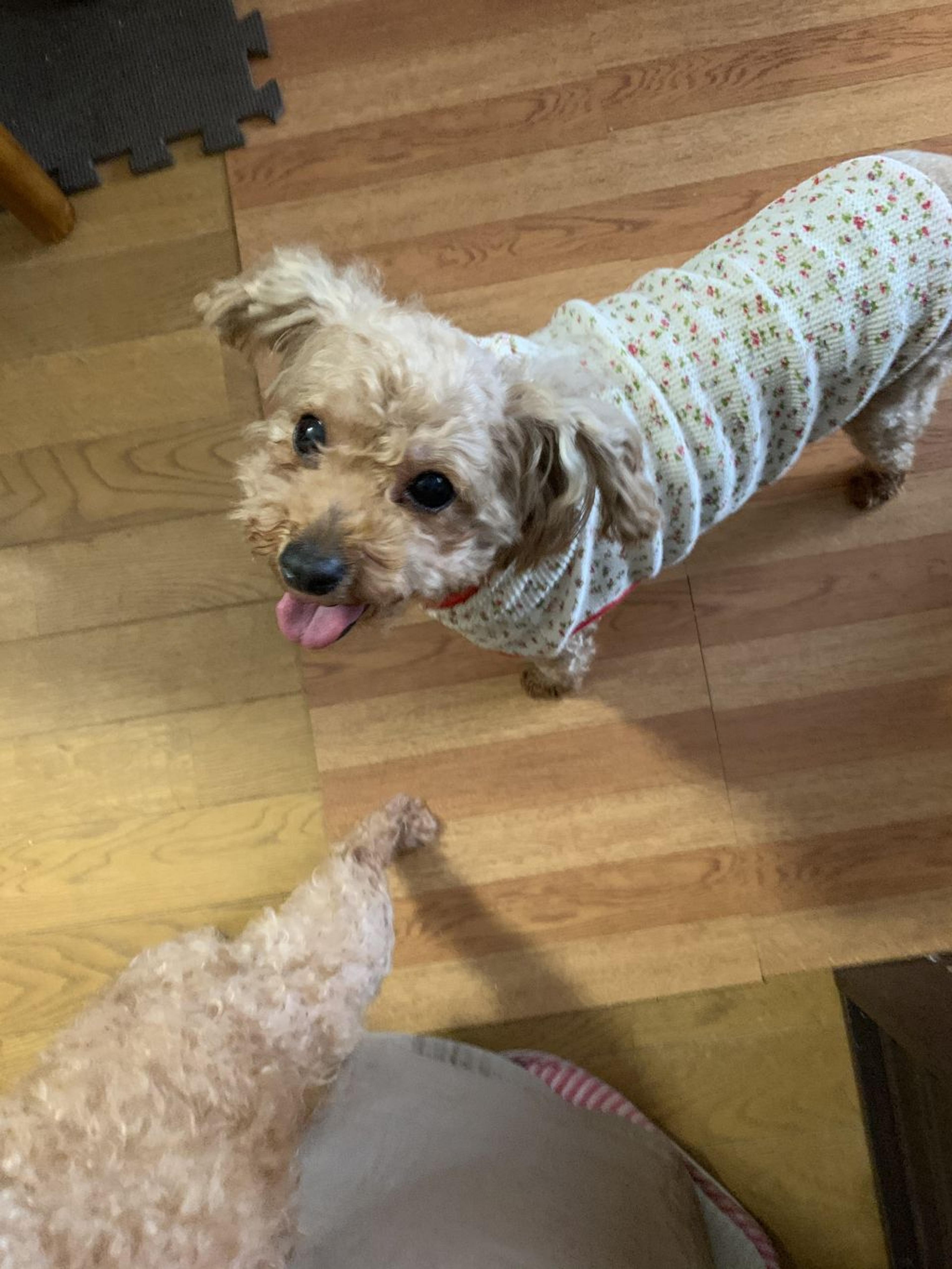 pet-image-6