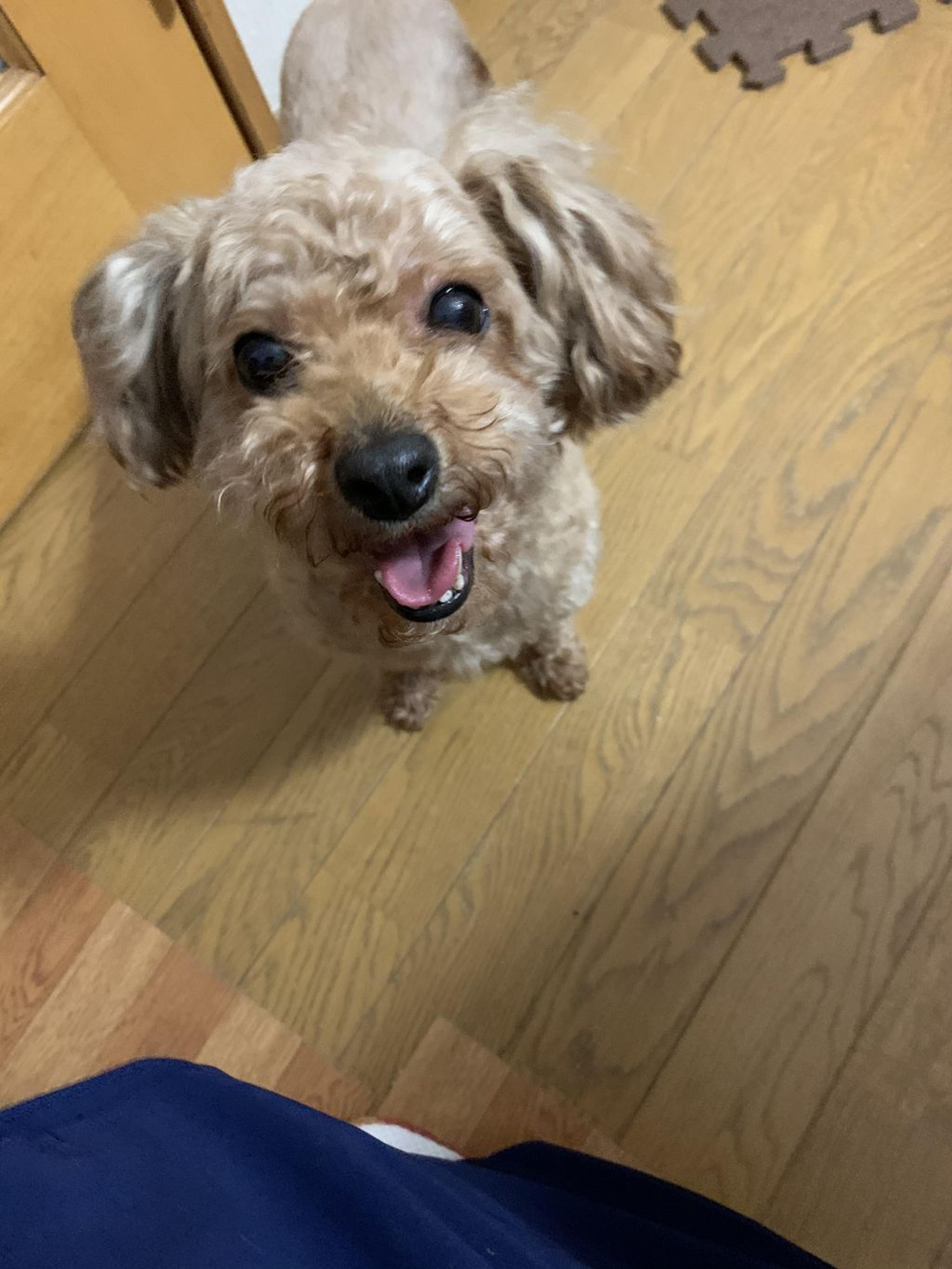 pet-image-7