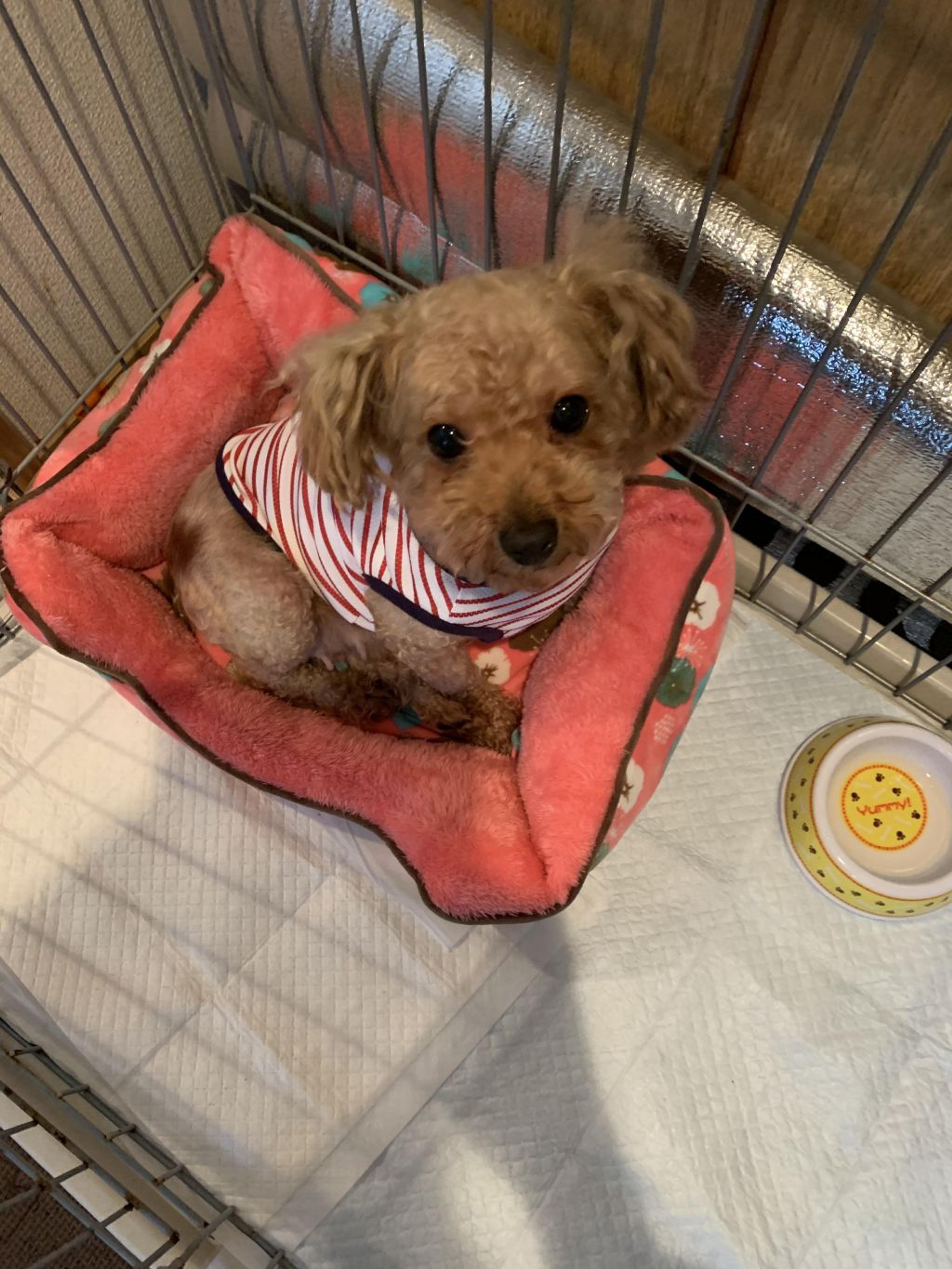 pet-image-8