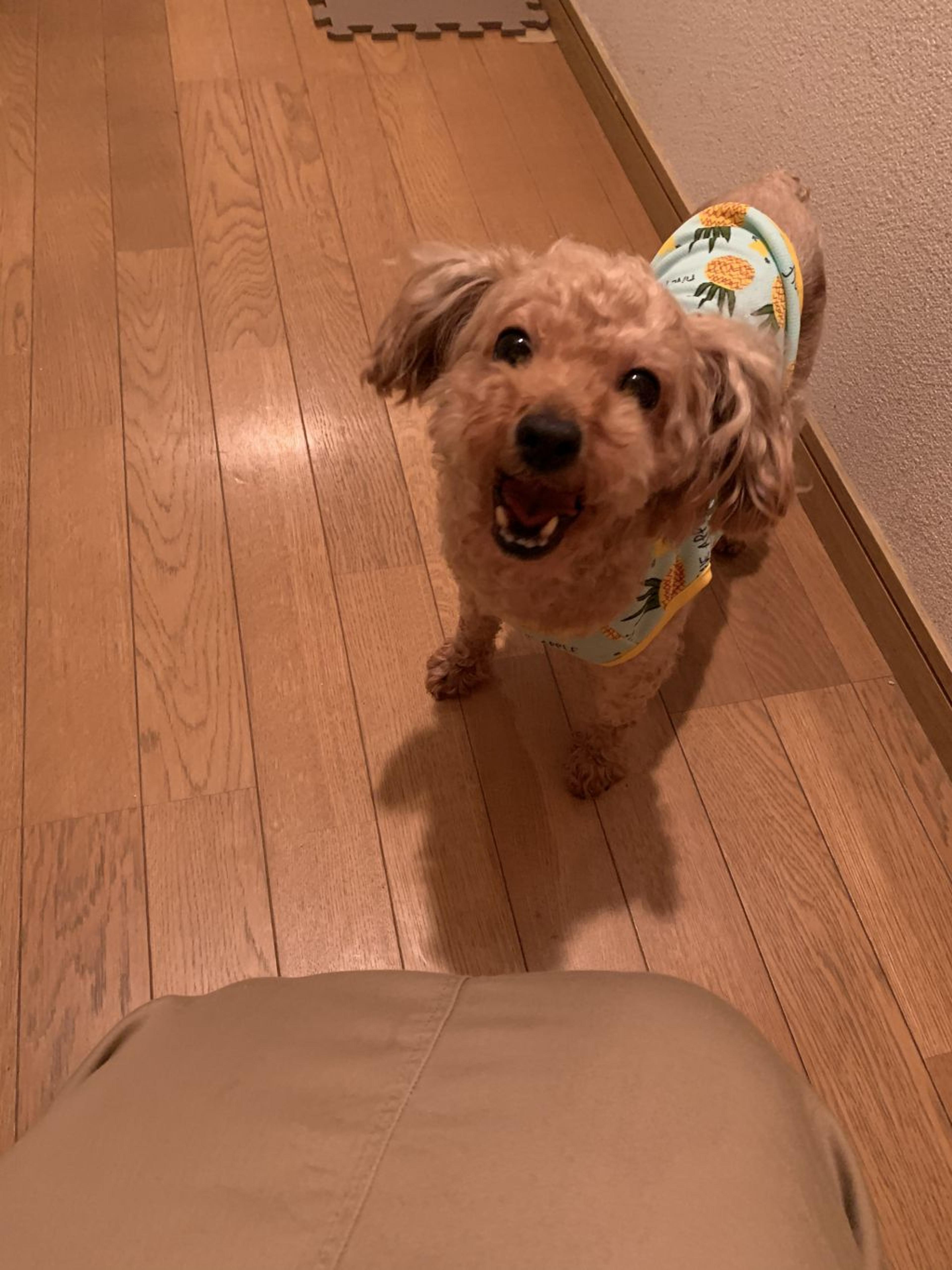 pet-image-9