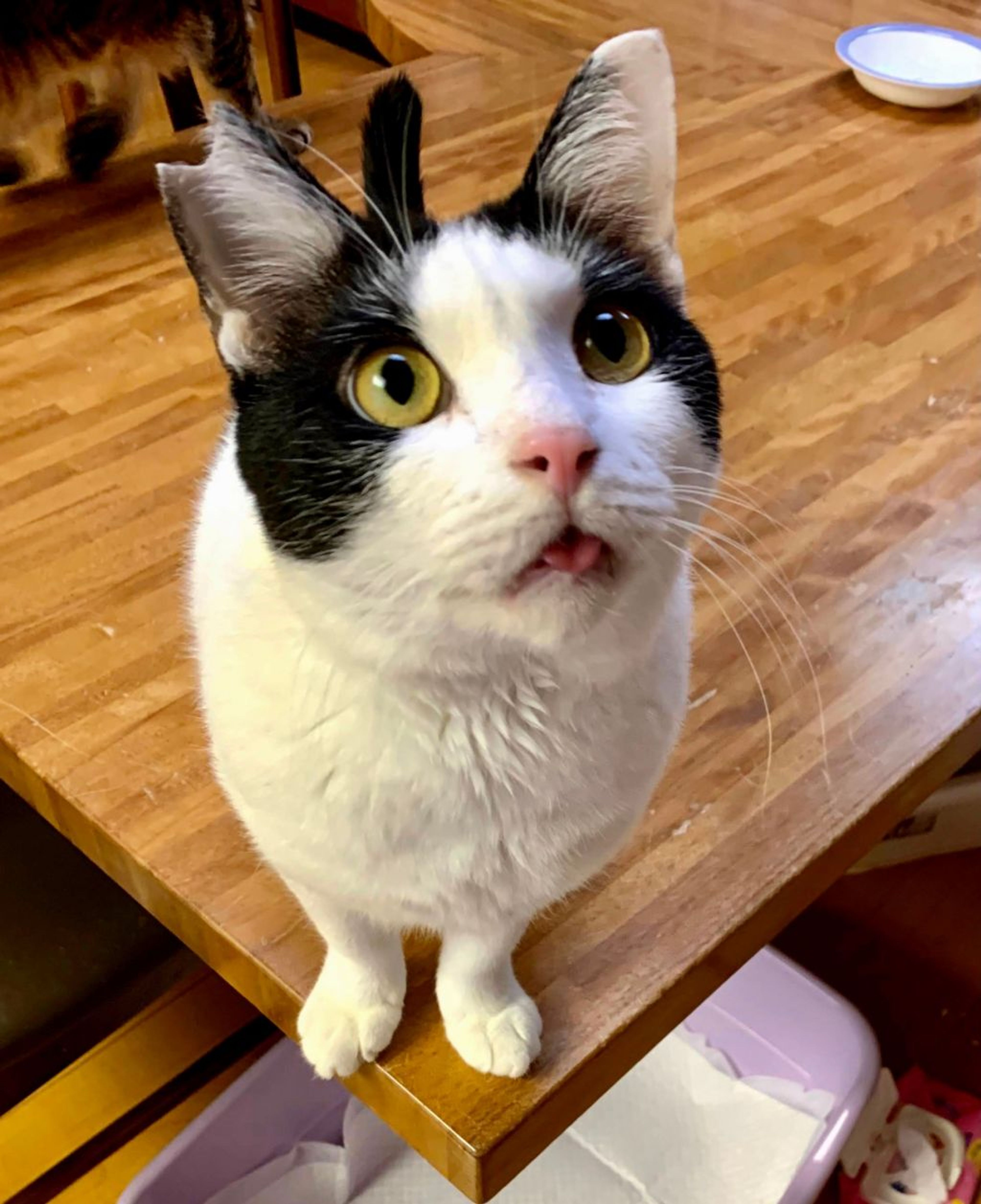 雑種（ミックス猫）・オスの里親募集の写真