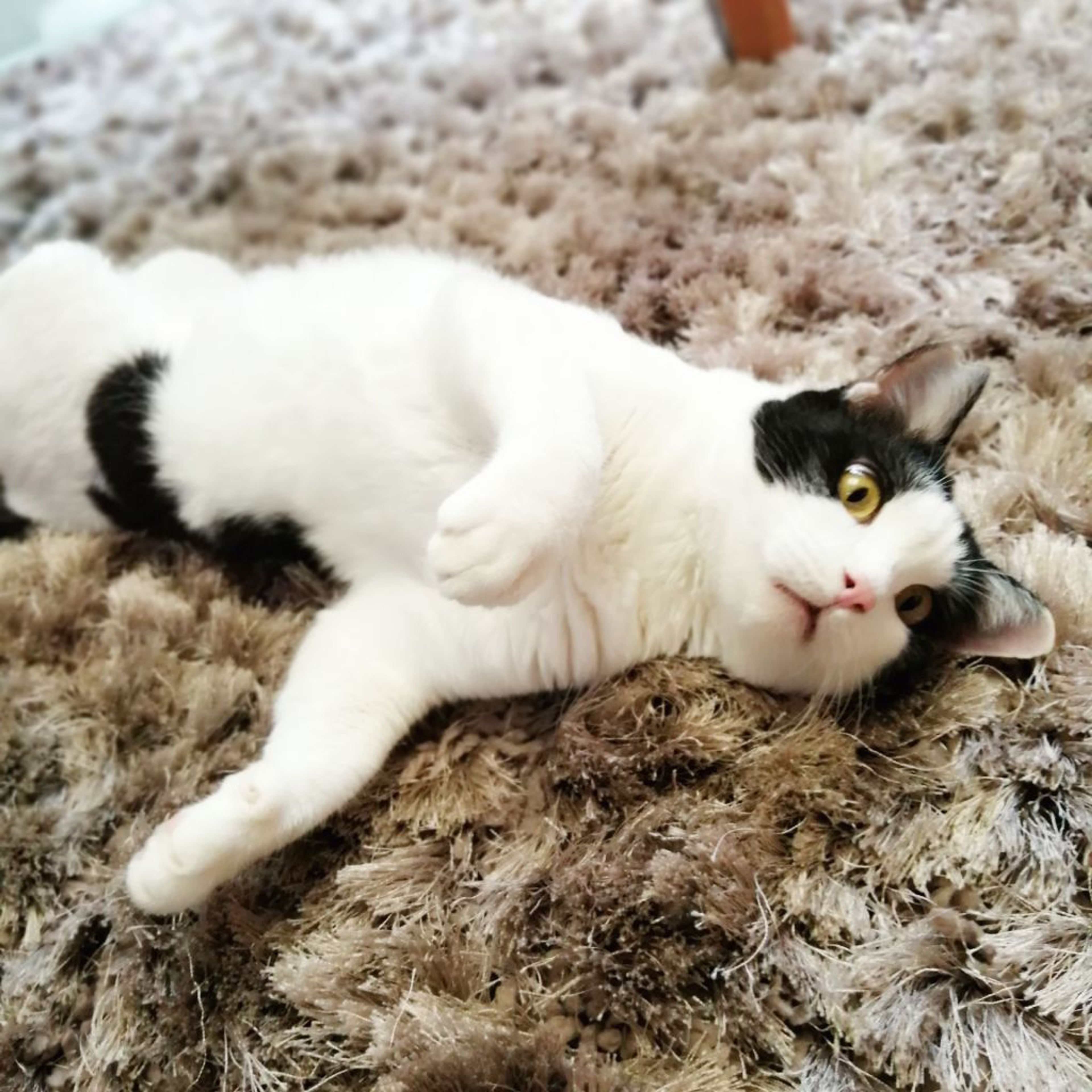 pet-image-2