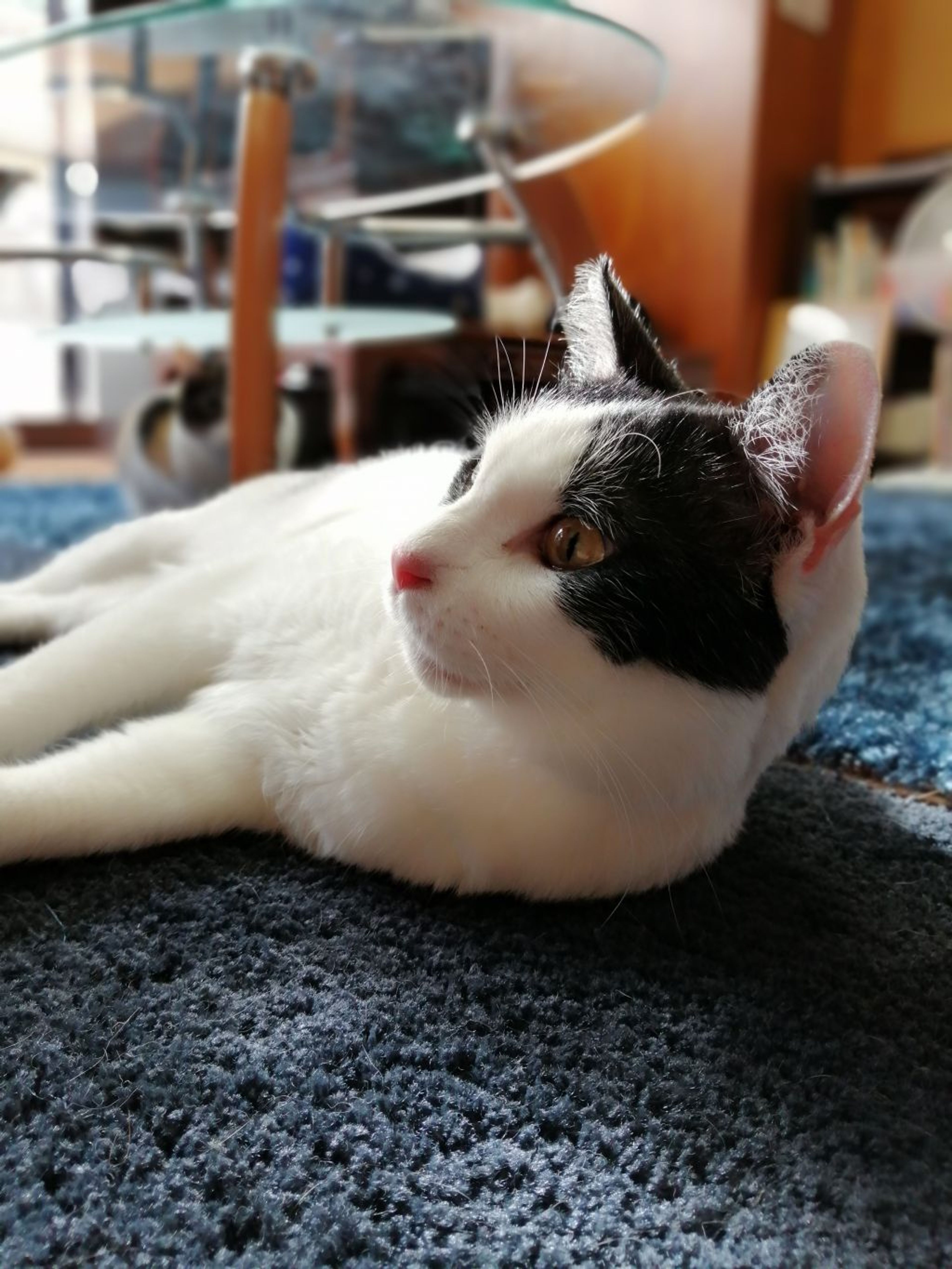 pet-image-3