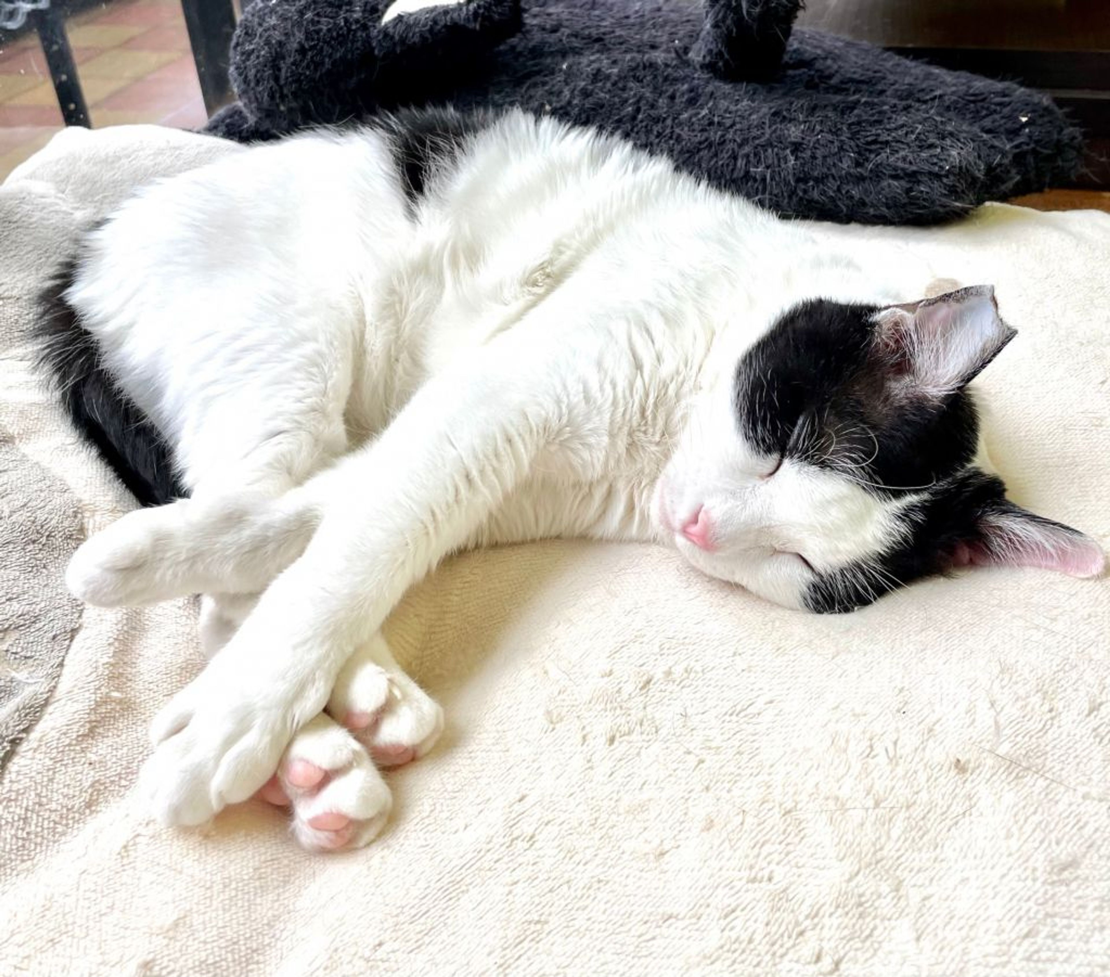 pet-image-4