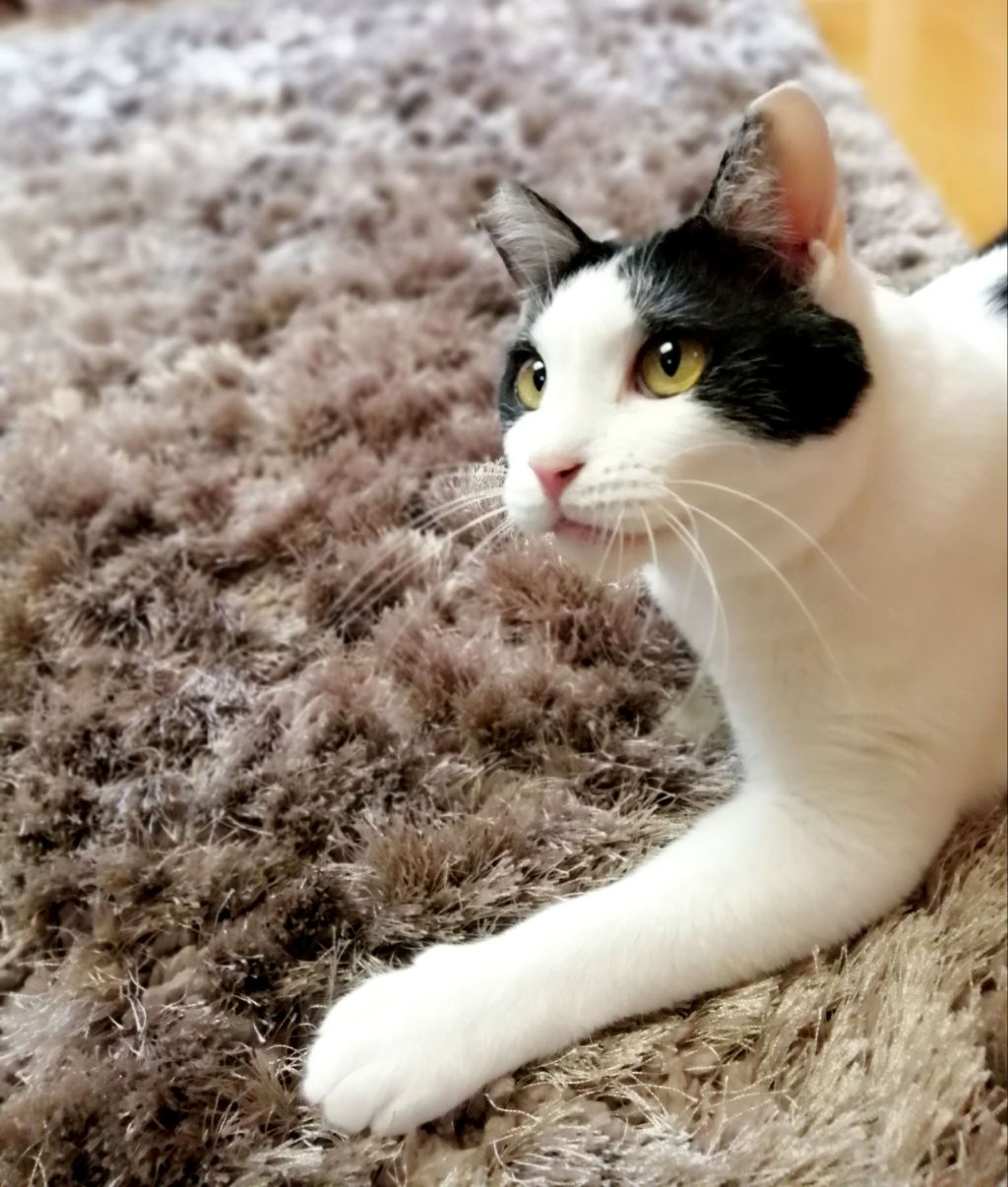 pet-image-5