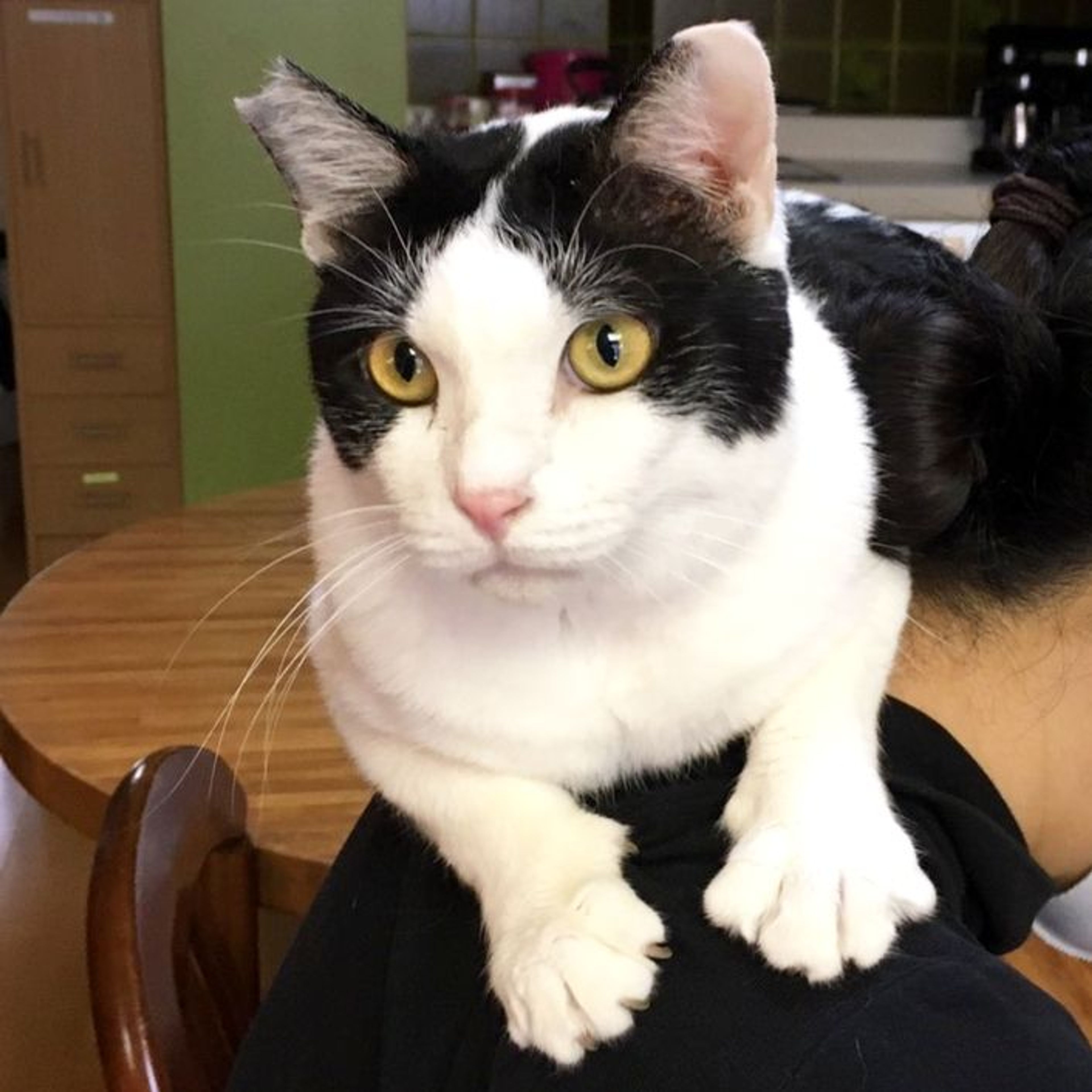 pet-image-7