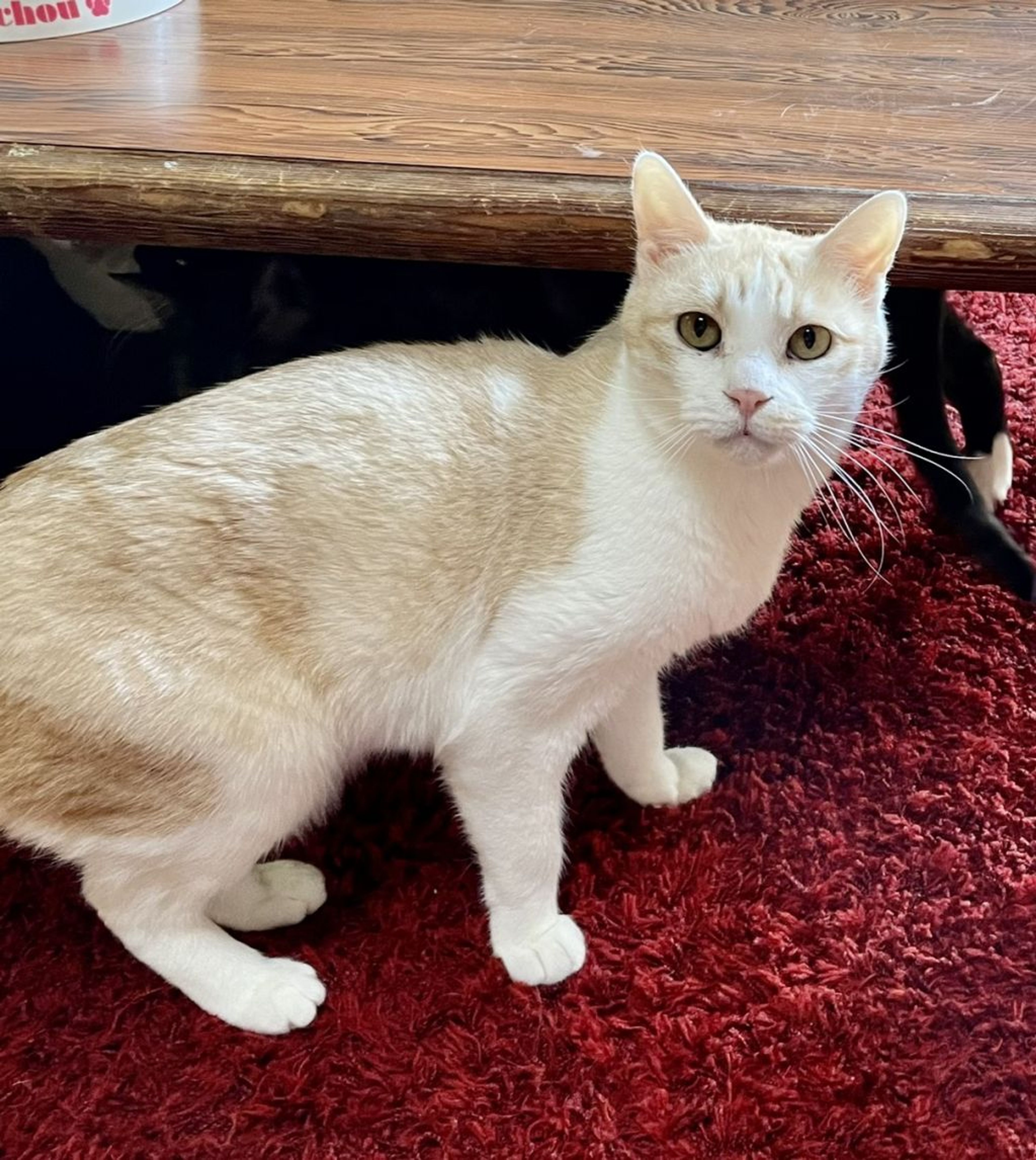pet-image-2