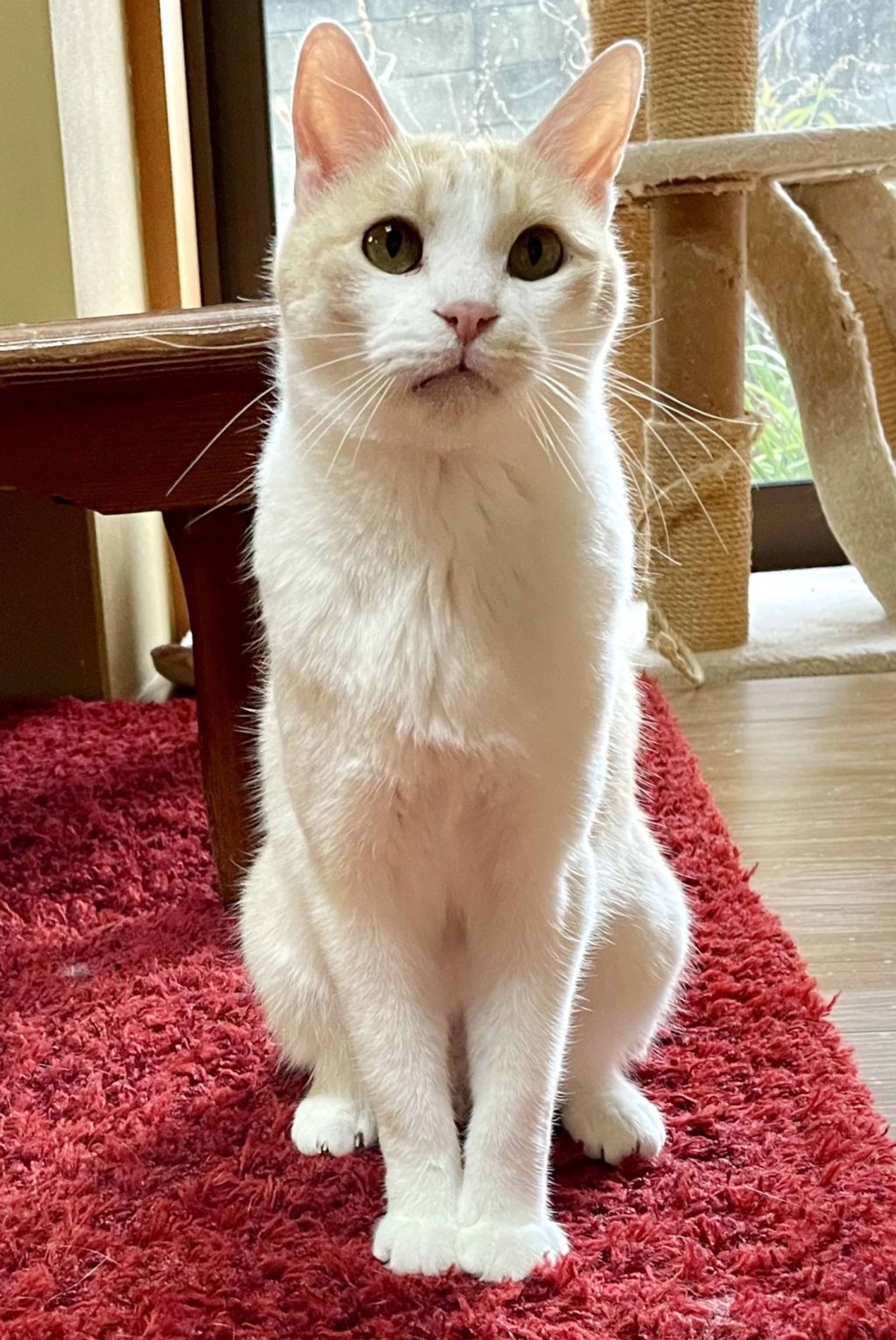 pet-image-3